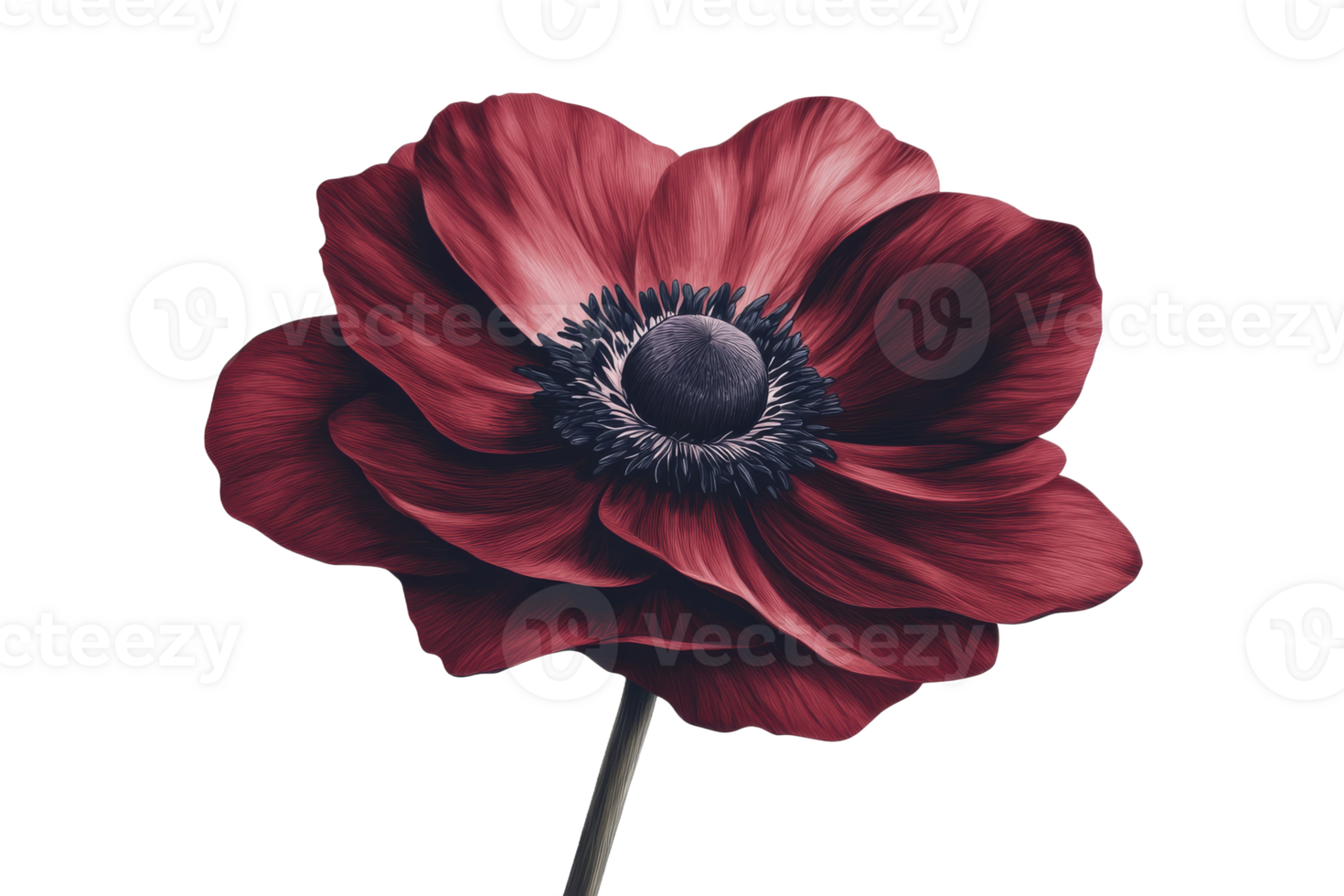 Vibrant red anemone flower in full bloom png