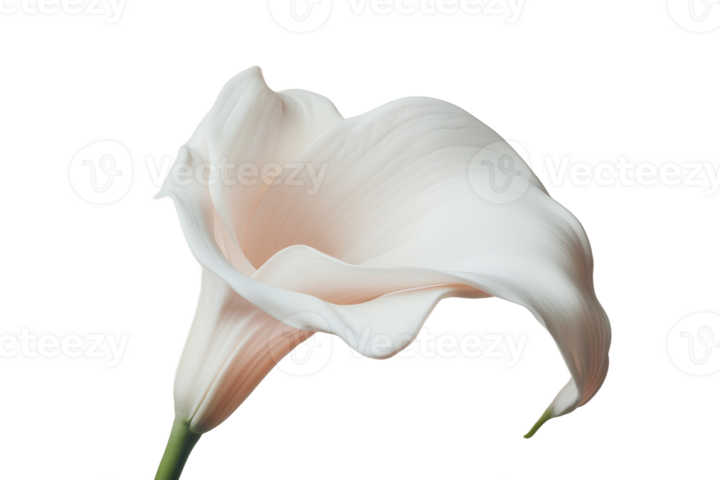 White calla lily on white background png