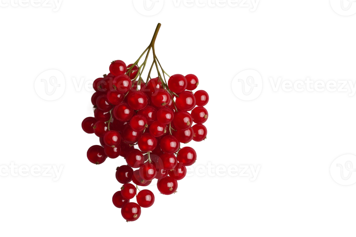 Fresh red currants hanging on a branch png