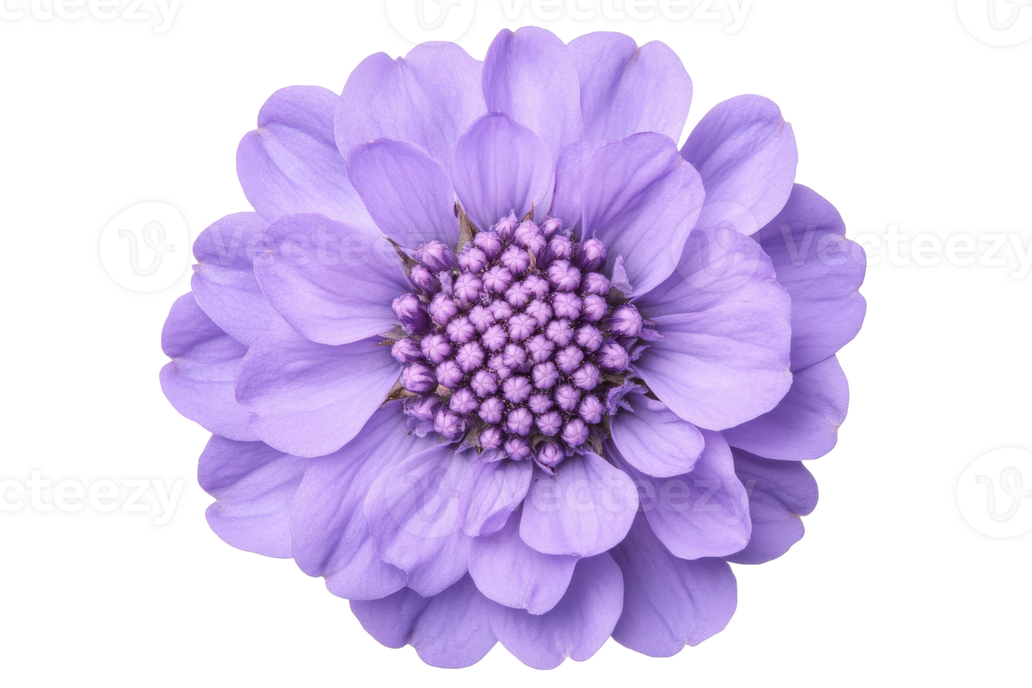 Elegant purple flower with soft petals png