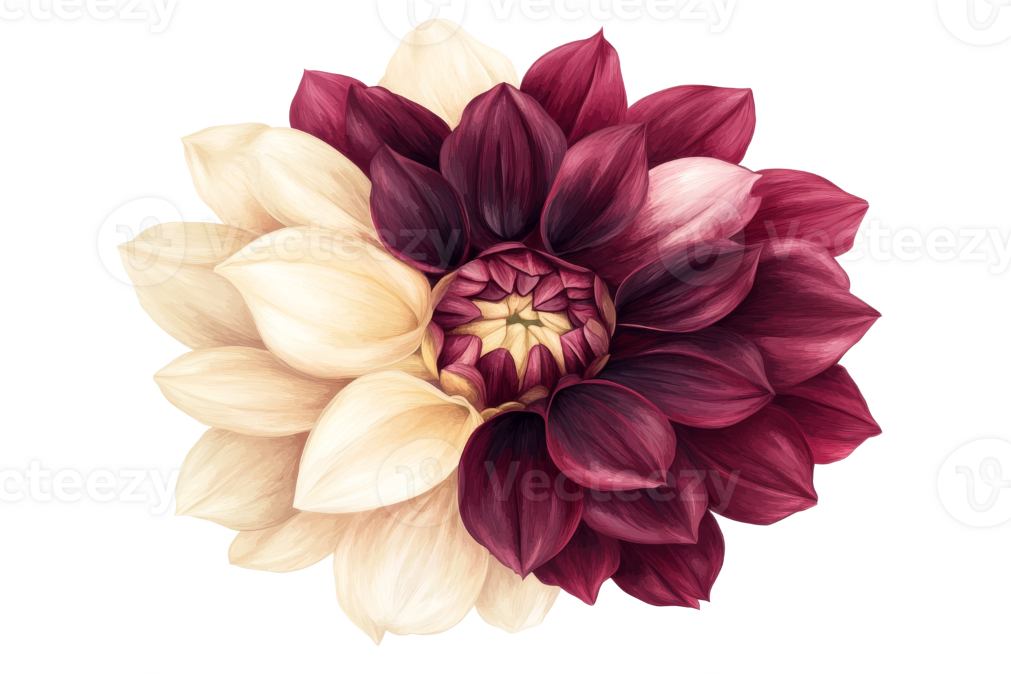 Maroon and cream dahlia flower png
