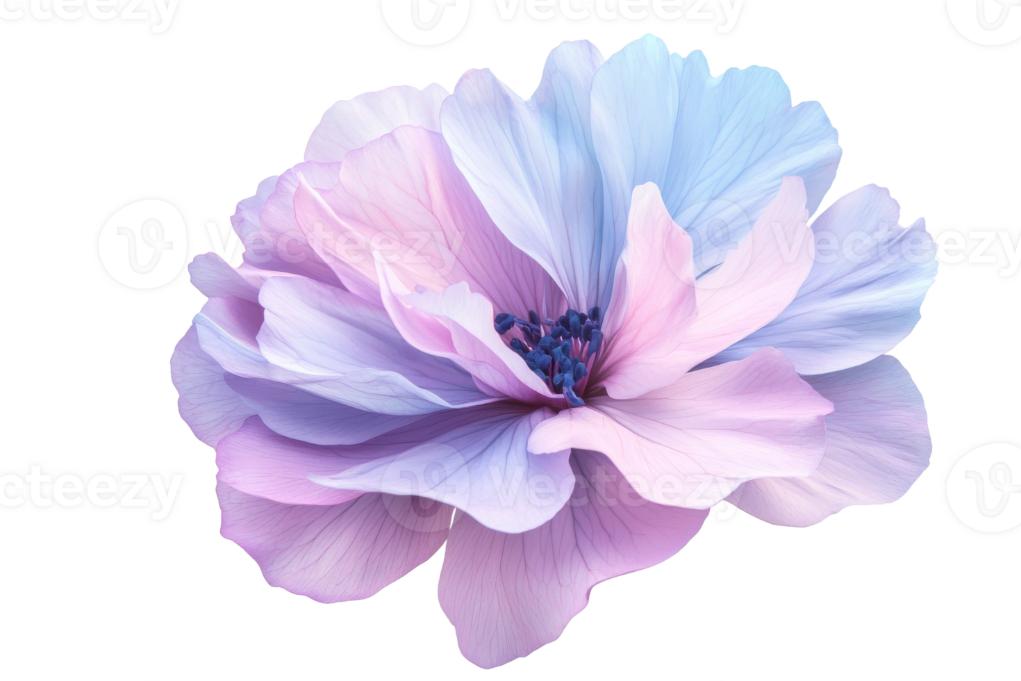 Beautiful flower with soft pastel colors in bloom png