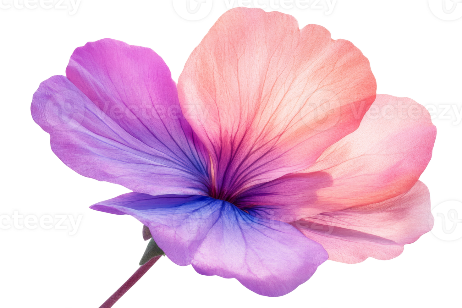 Beautiful flower blooming with vibrant colors png