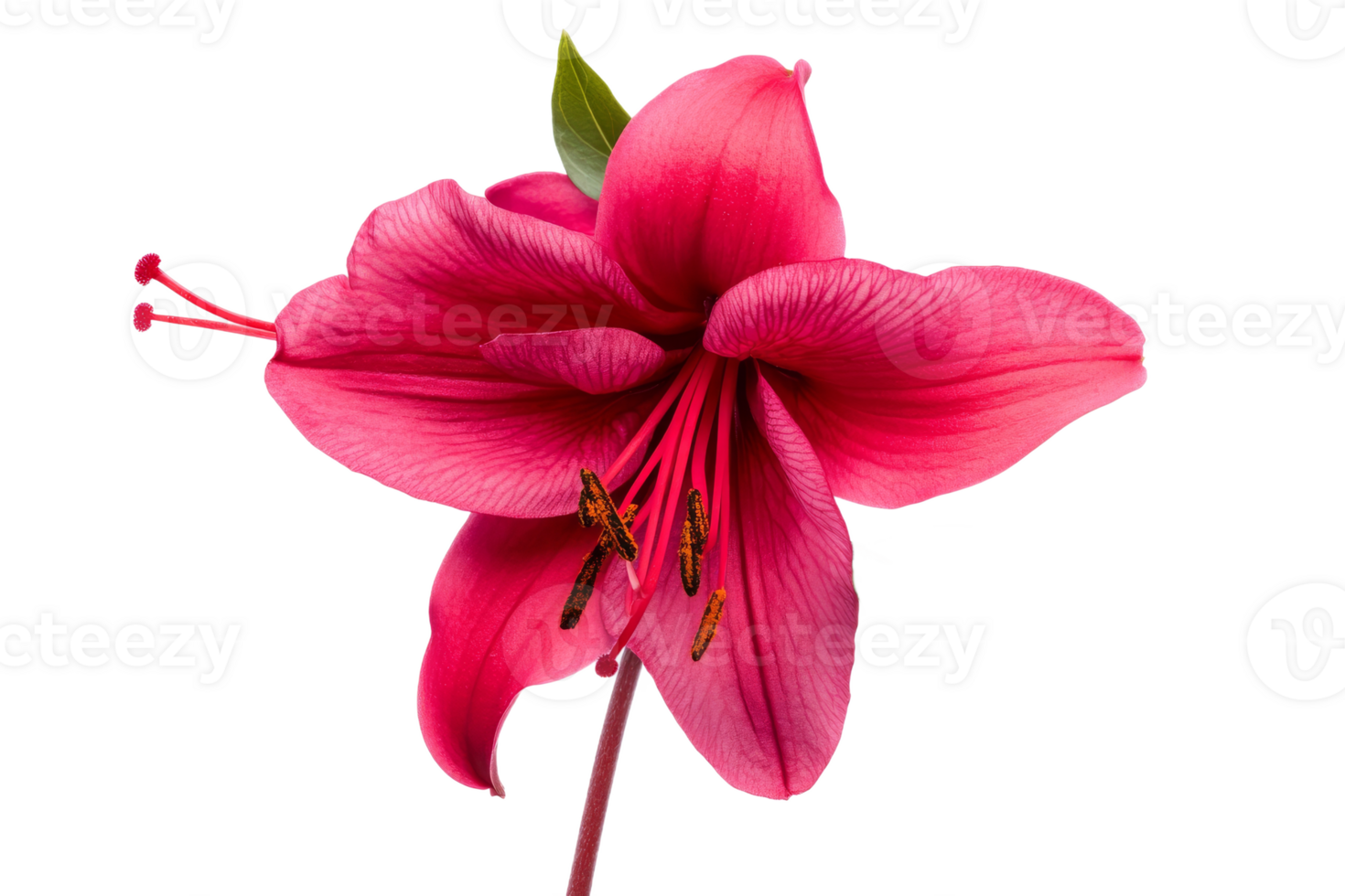 Vibrant pink lily with delicate petals png