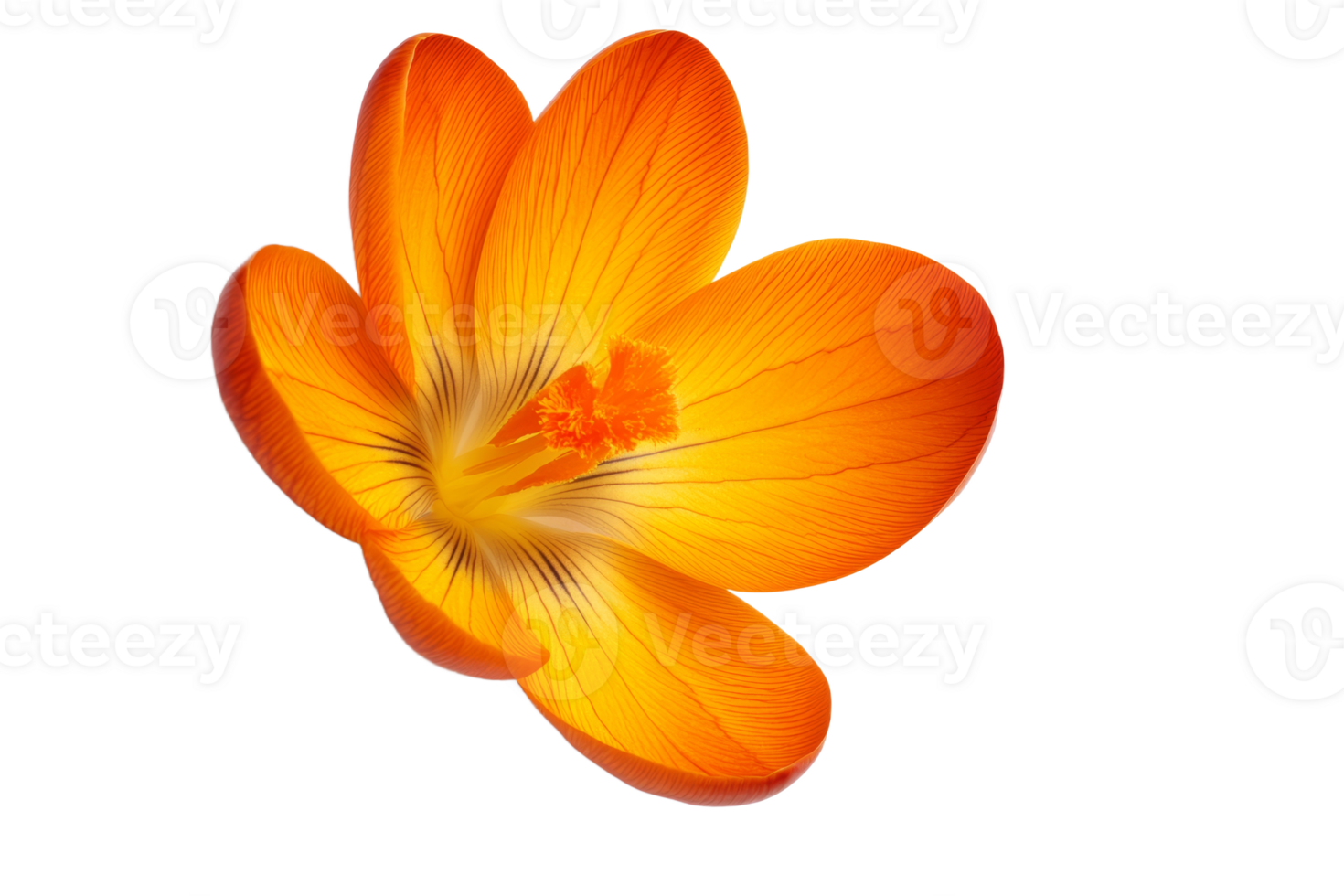 Bright orange flower showcasing delicate petals png