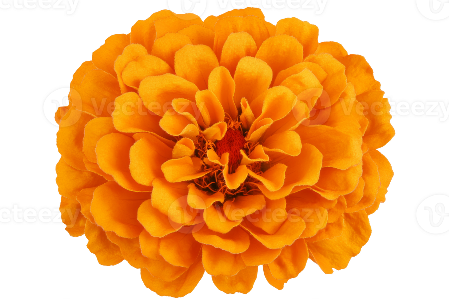 Bright marigold flower in full bloom close up png