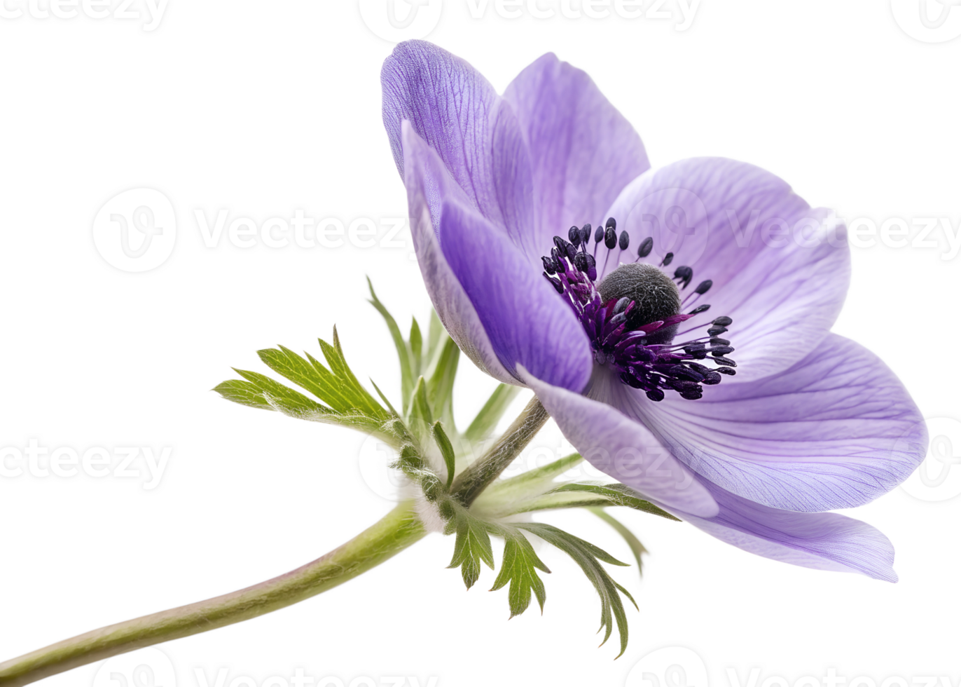 Beautiful purple flower against white background png
