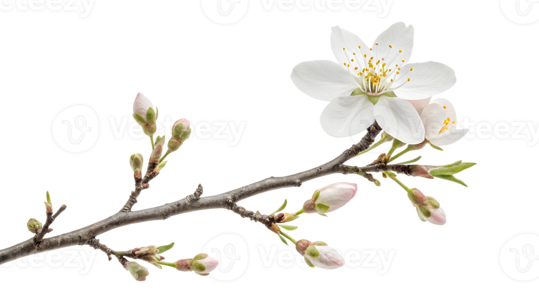 White flowering branch in bloom png