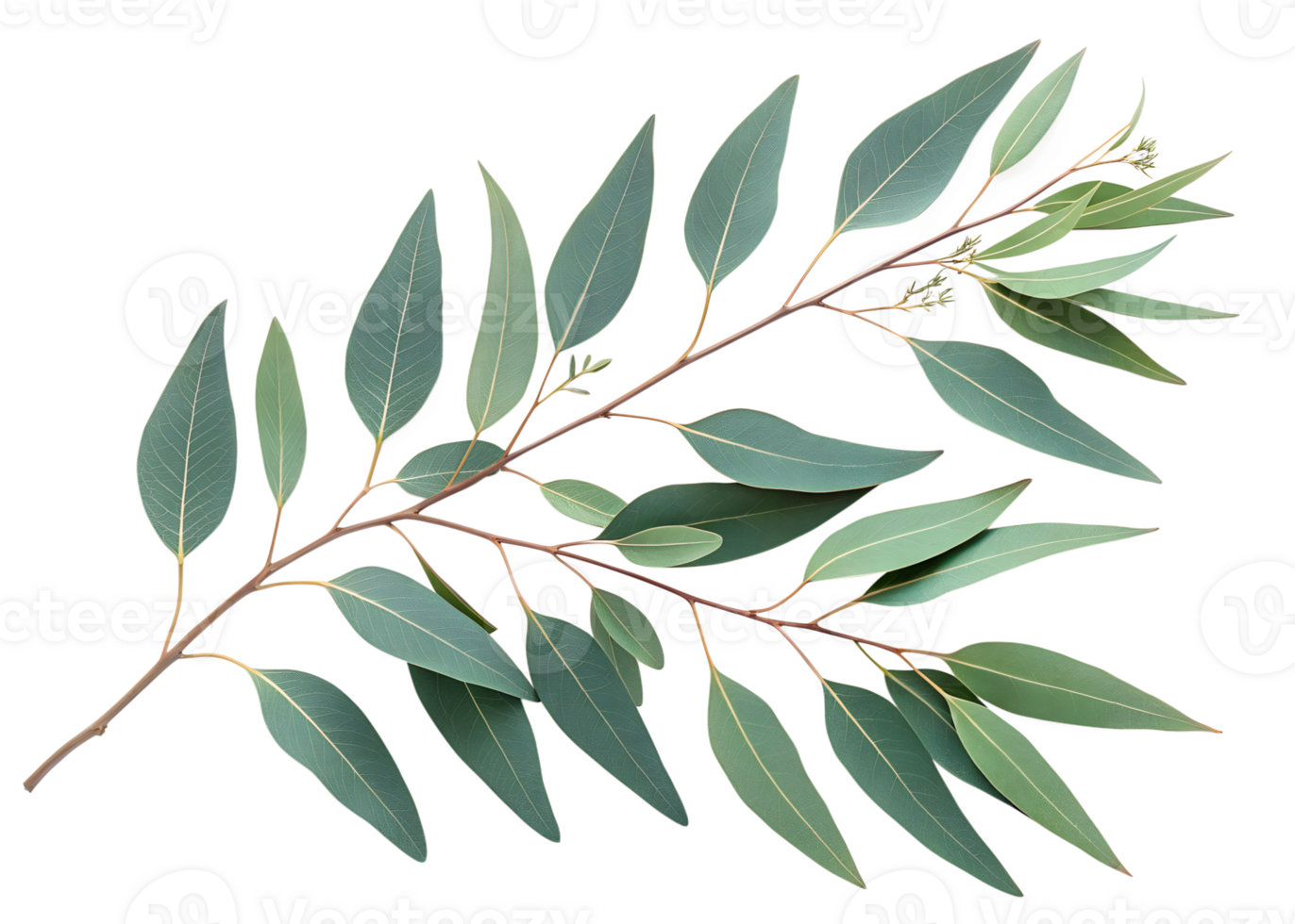Fresh eucalyptus branch with green leaves png