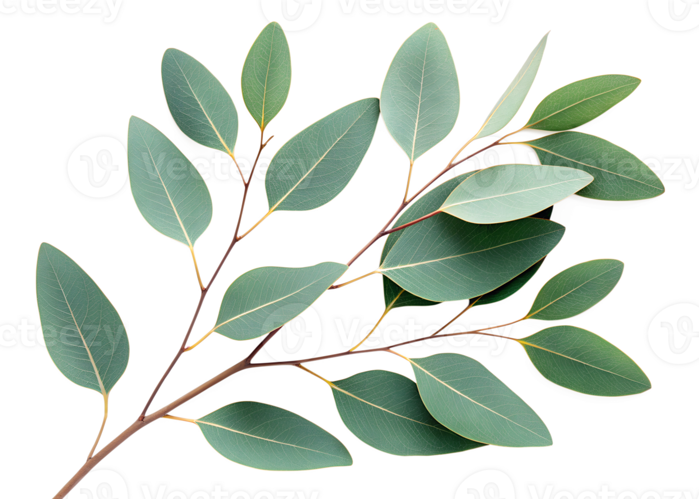 Eucalyptus branch with green leaves png