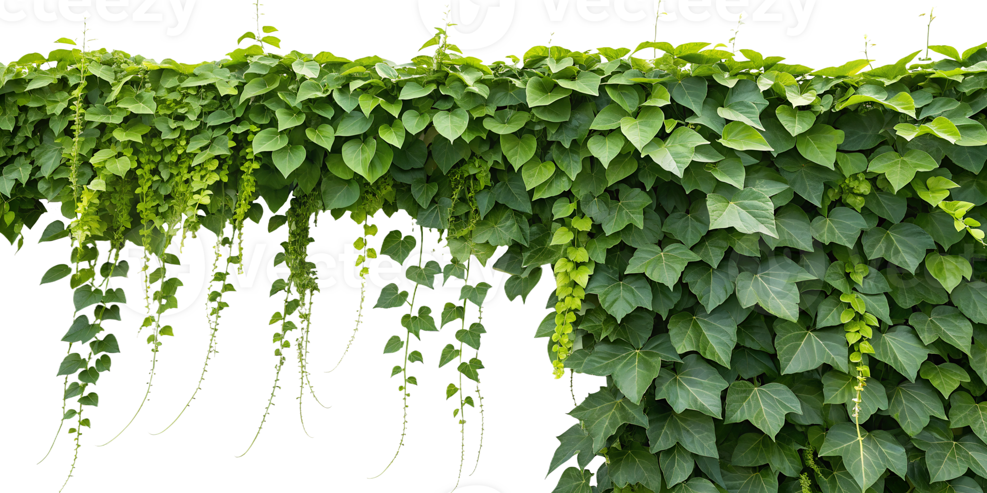 Lush green vine with cascading leaves in sunlight png