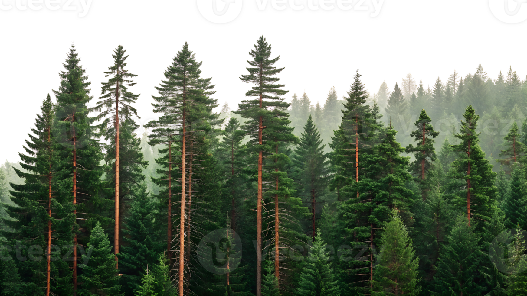 Lush green forest with tall pine trees in mist png