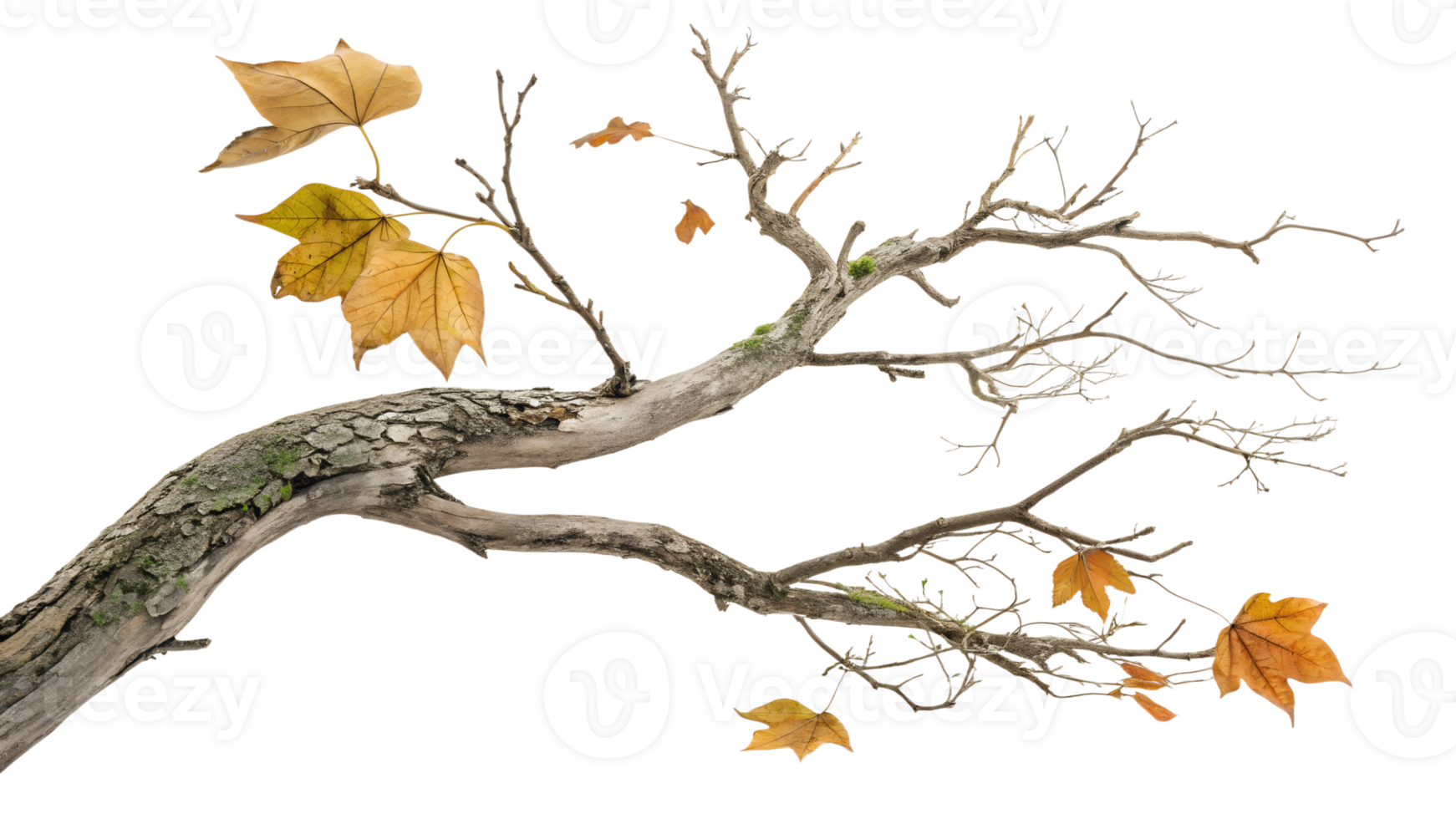 Autumn leaves on a unique branch png