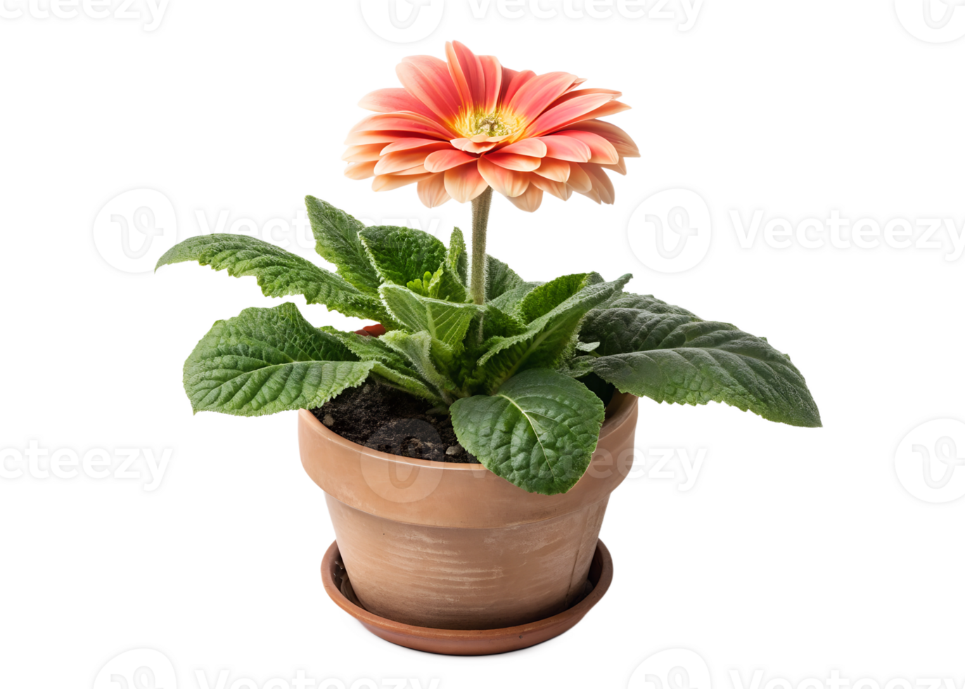 Beautiful gerbera daisy blooming in a pot png