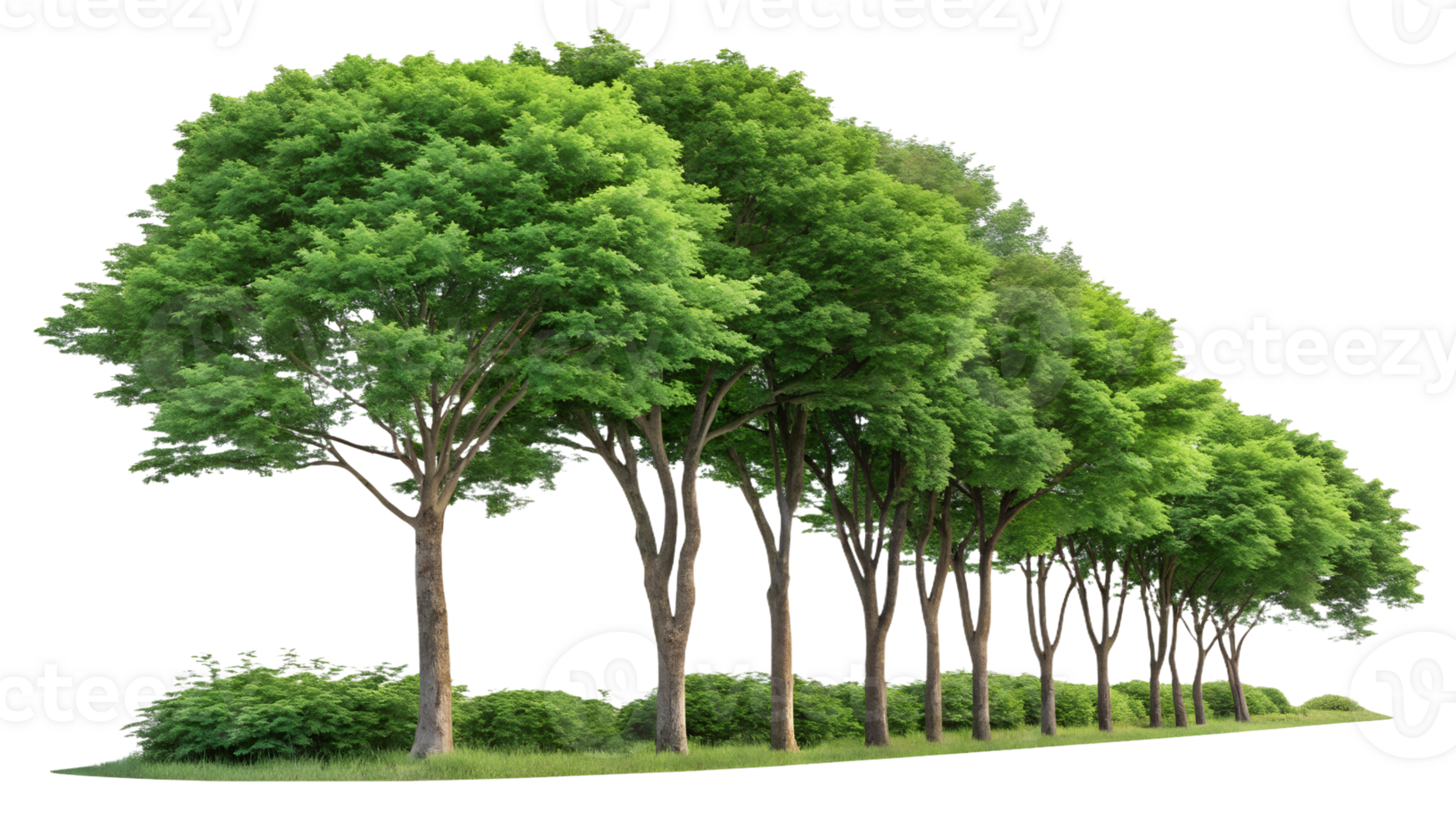 Lush green trees lined along a sunny path png