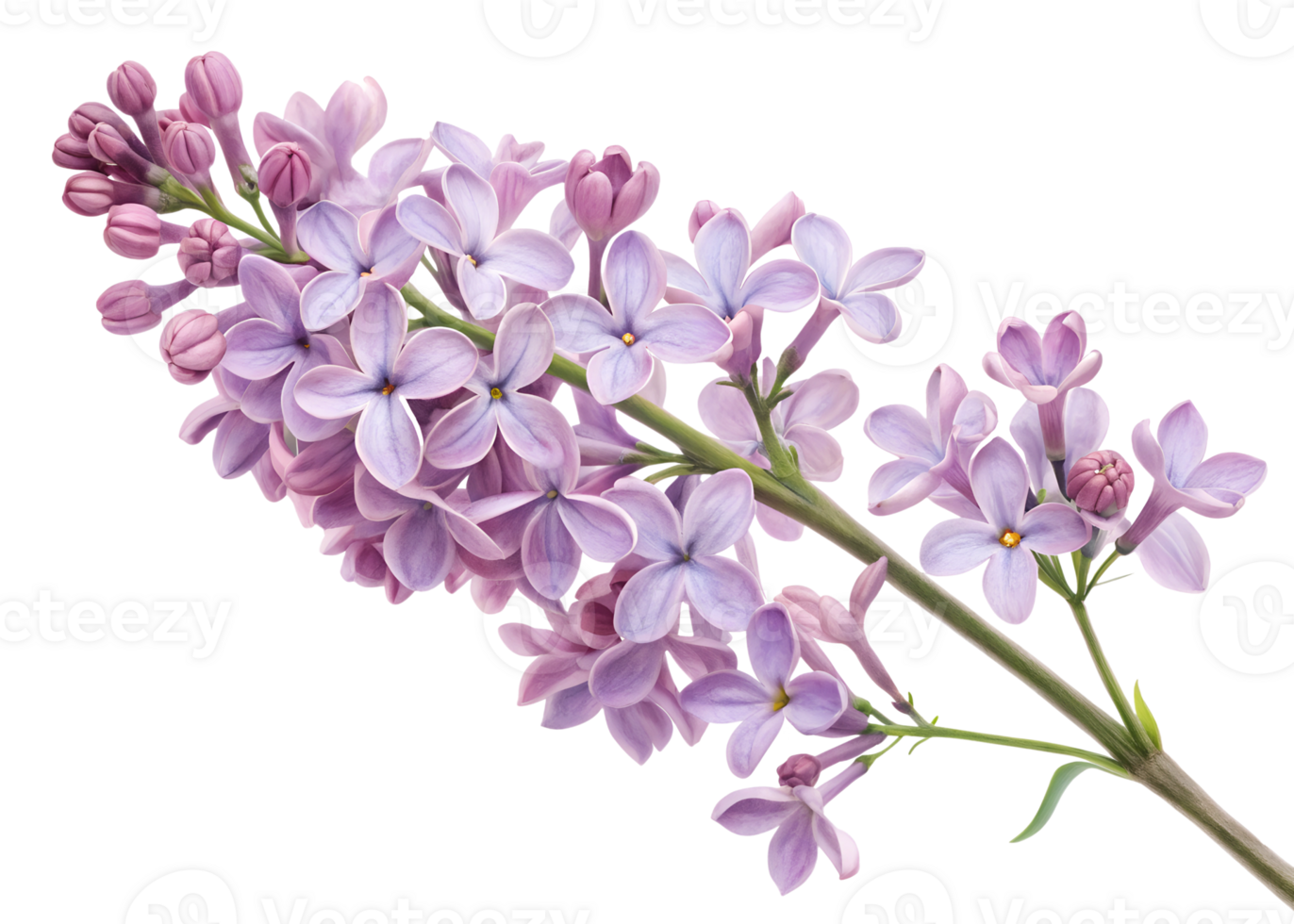 Lilac flowers blooming in spring under sunlight png