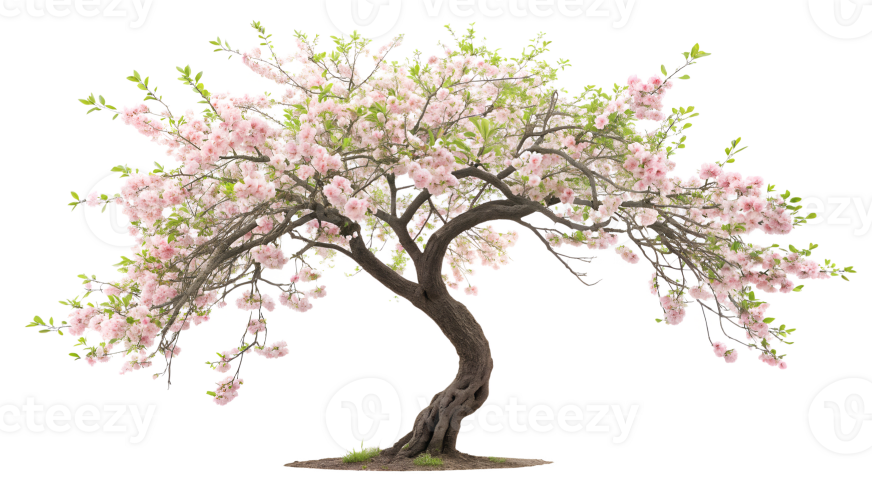 Cherry blossom tree in full bloom during spring png