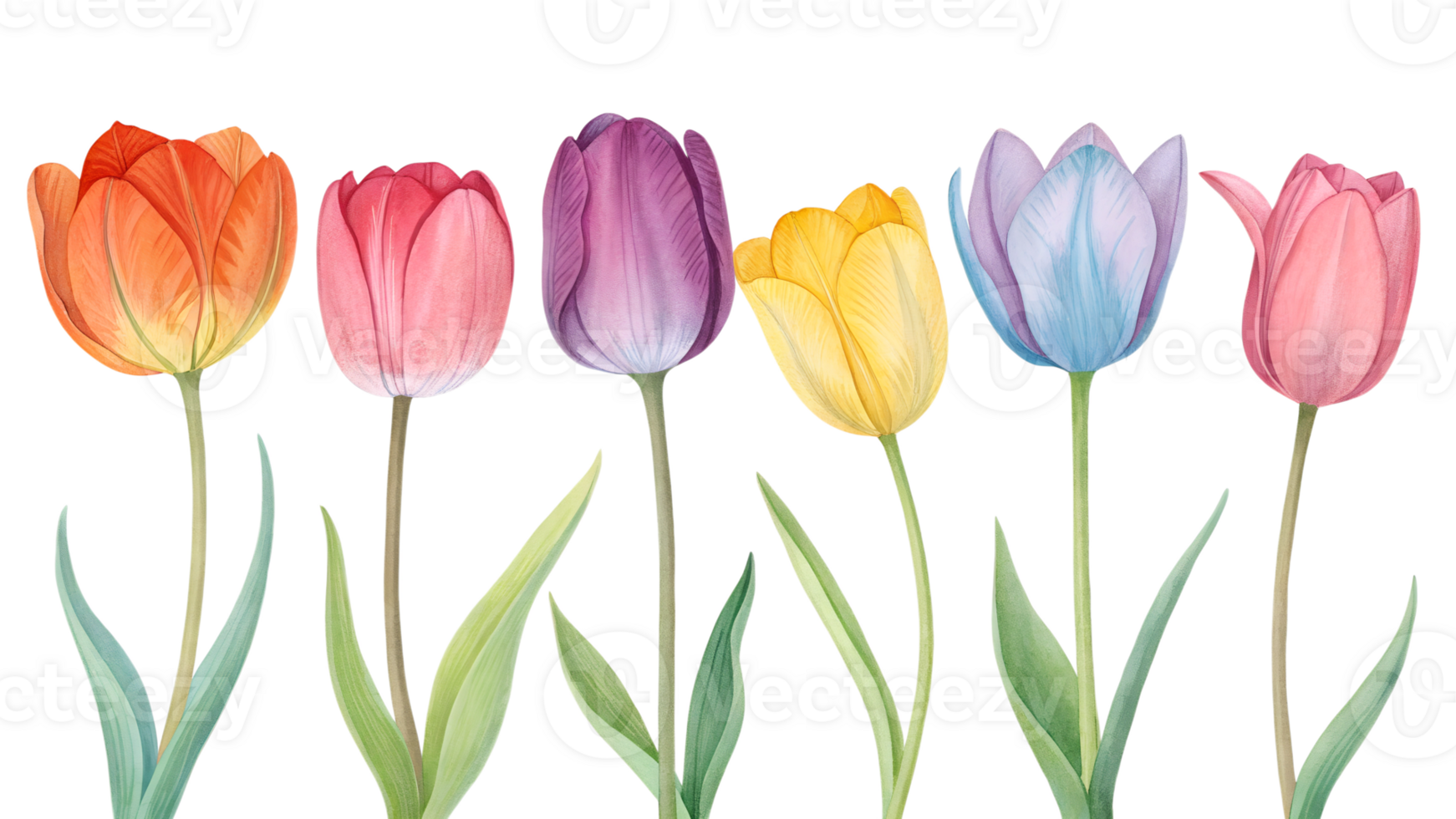 Colorful tulips growing in a garden setting png
