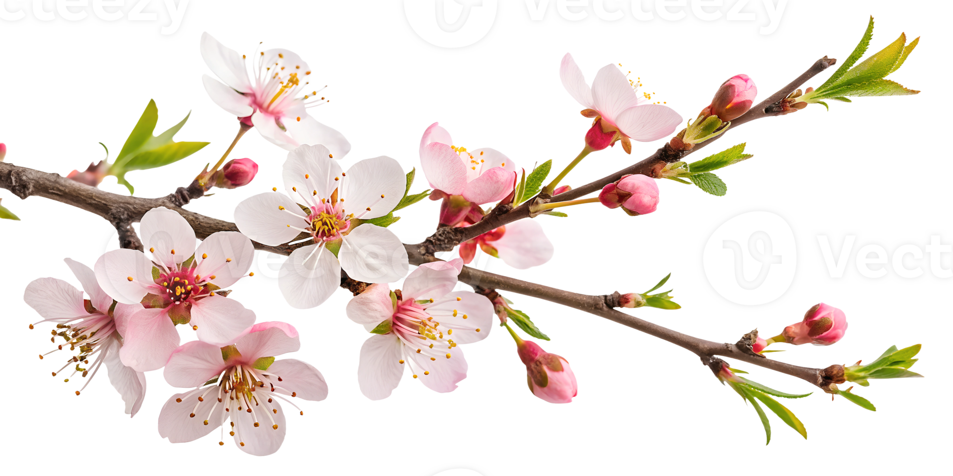 Blooming cherry blossom branch in springtime png
