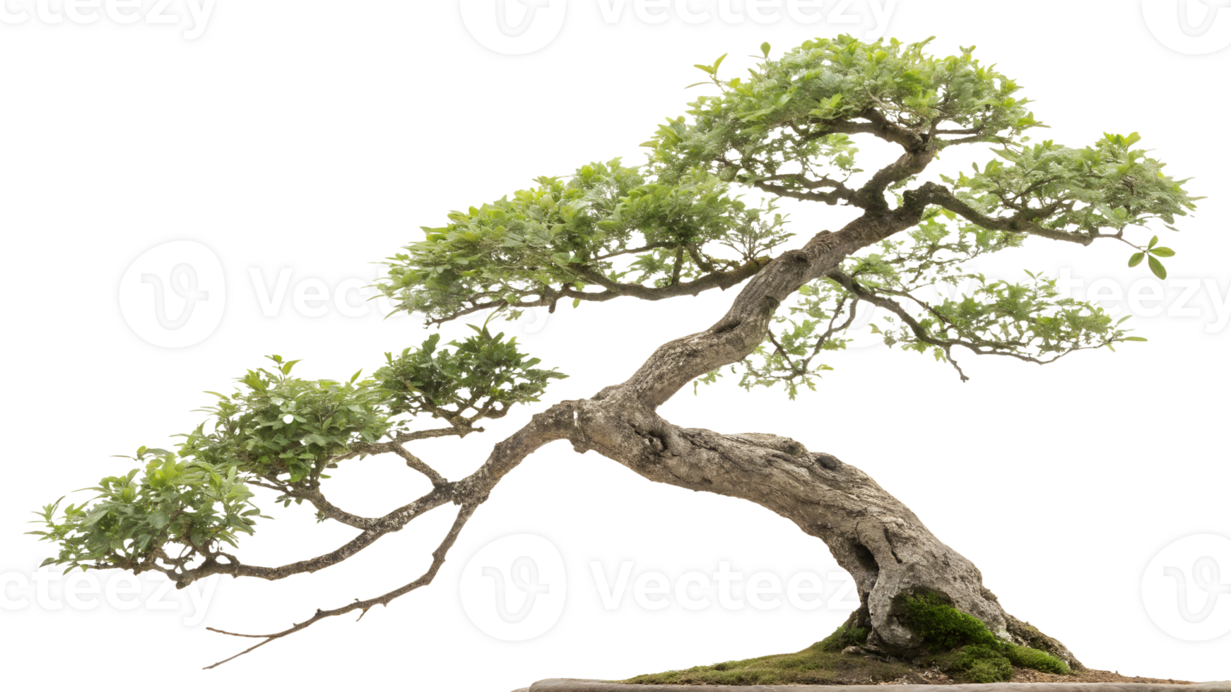 Bonsai with sprawling branches and foliage png