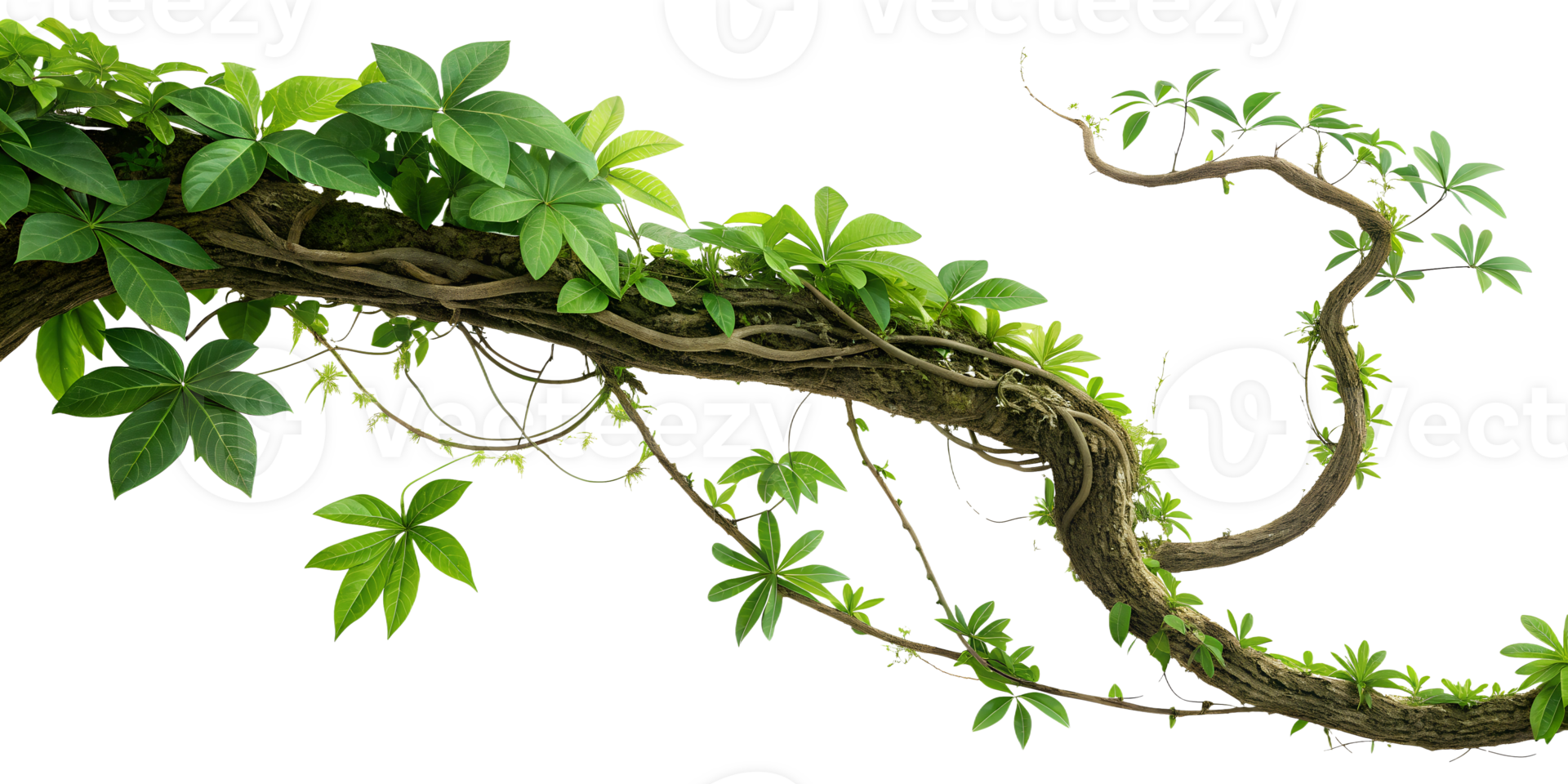 Lush vine twisting gracefully in bright light png