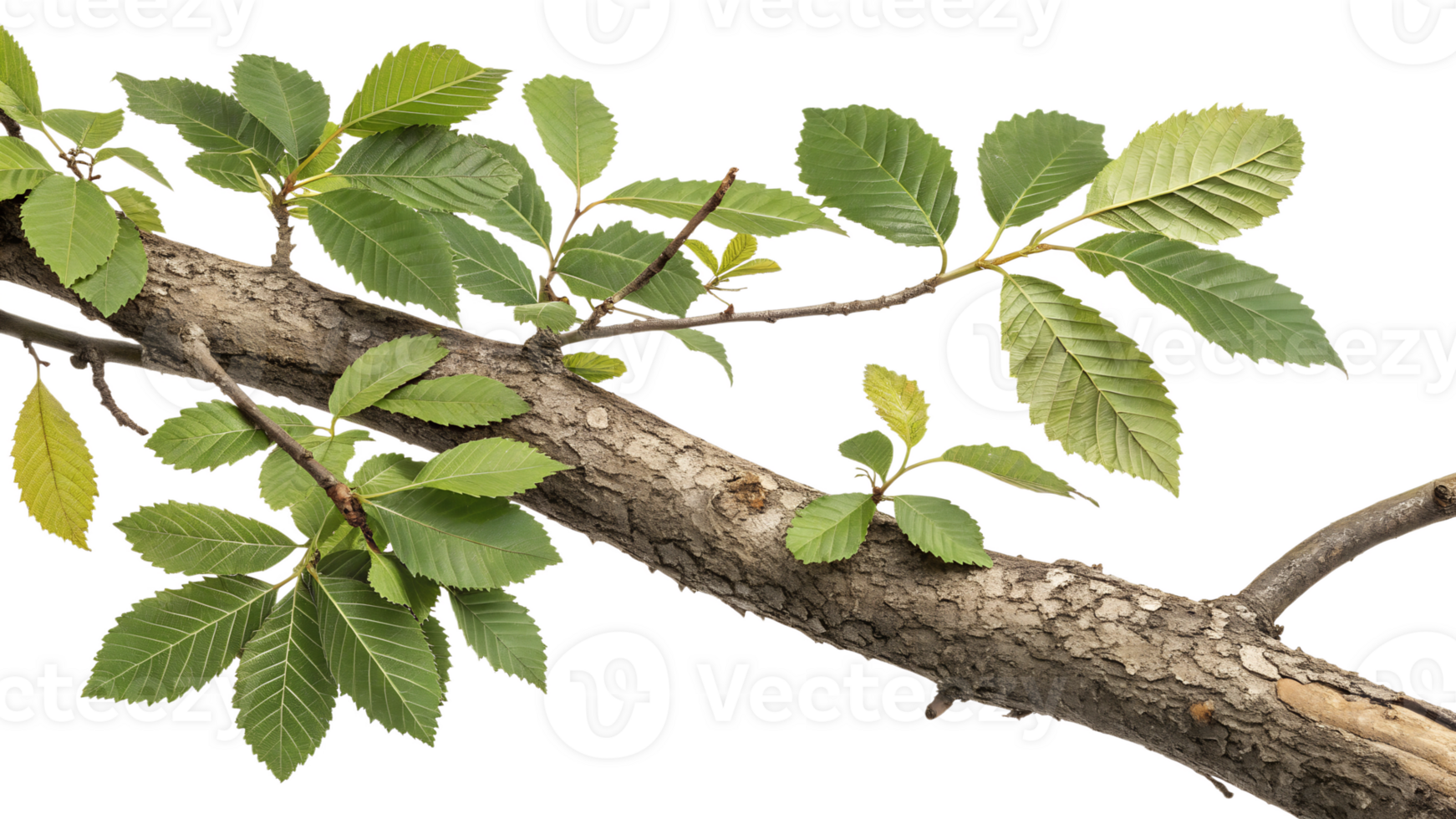 Green leaves on a sturdy tree branch in nature png