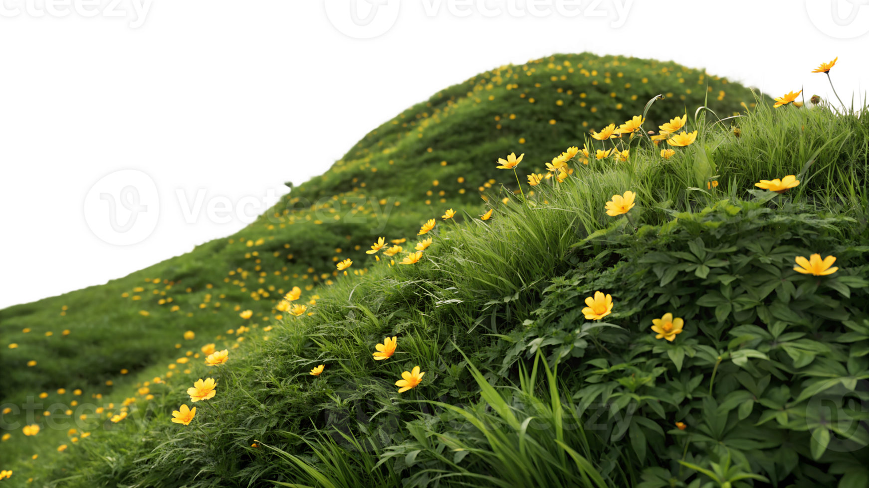 Vibrant yellow flowers blooming on green hills png
