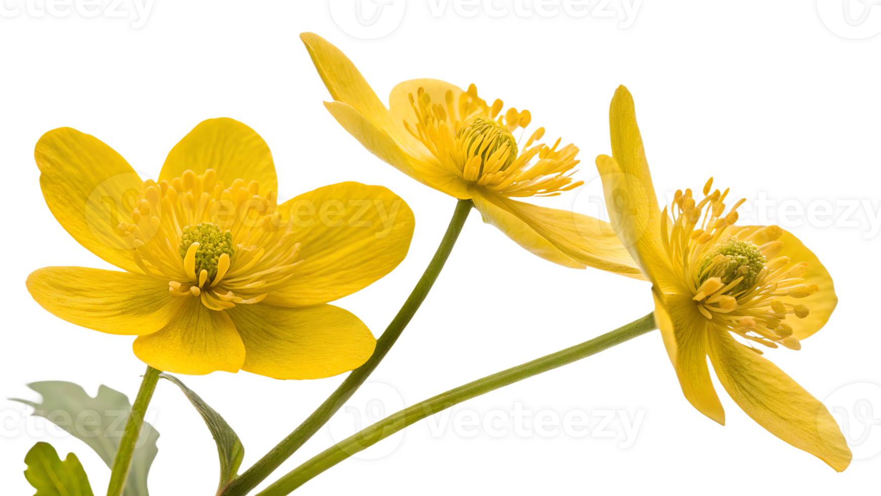 Radiant yellow flowers of spring png
