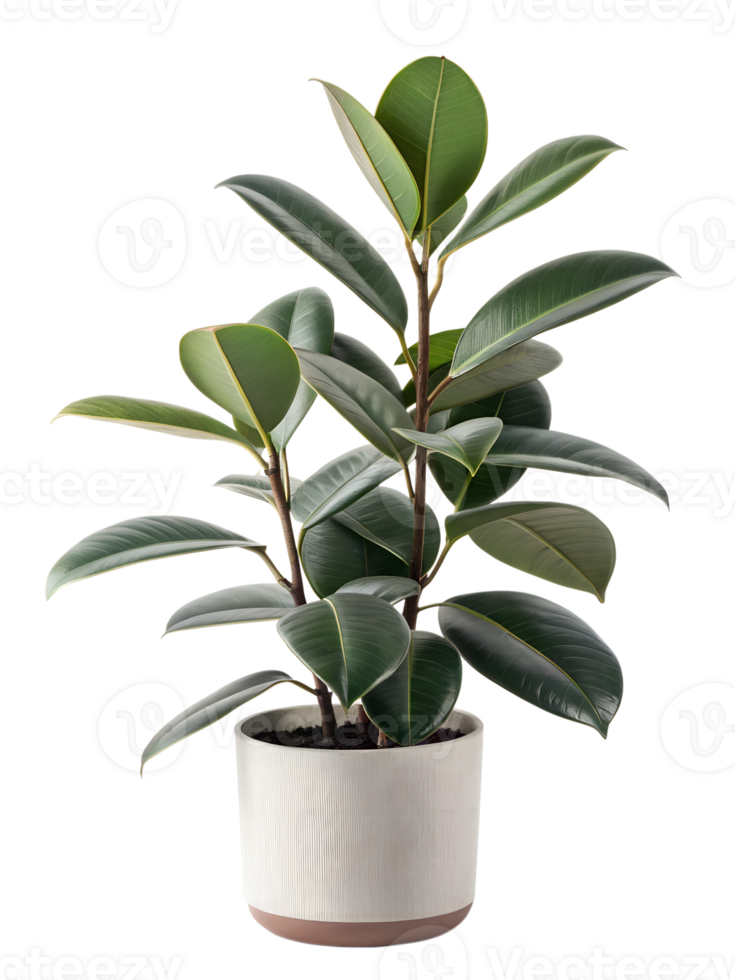Rubber plant in modern pot adding greenery indoors png