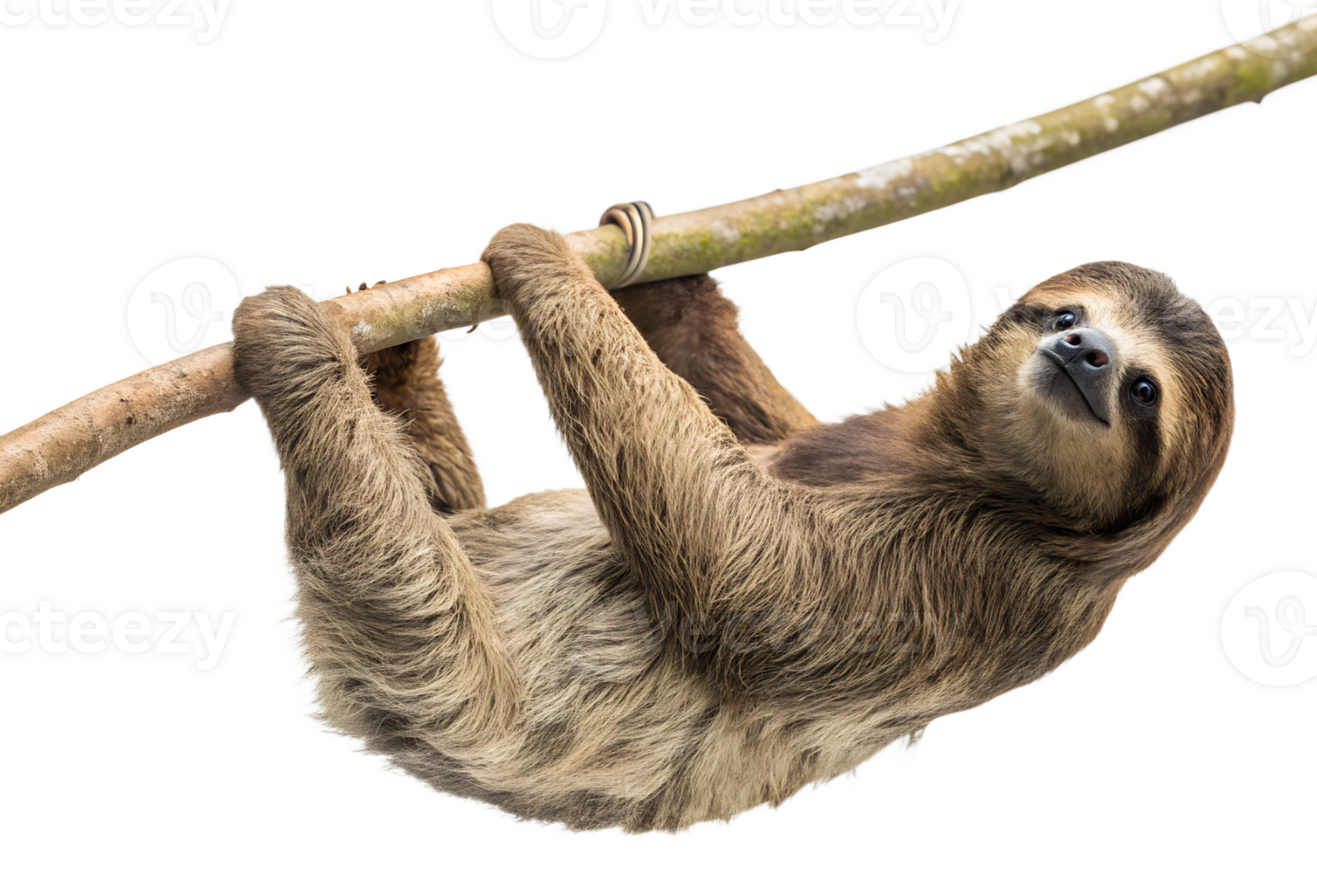 Sloth resting on a branch png