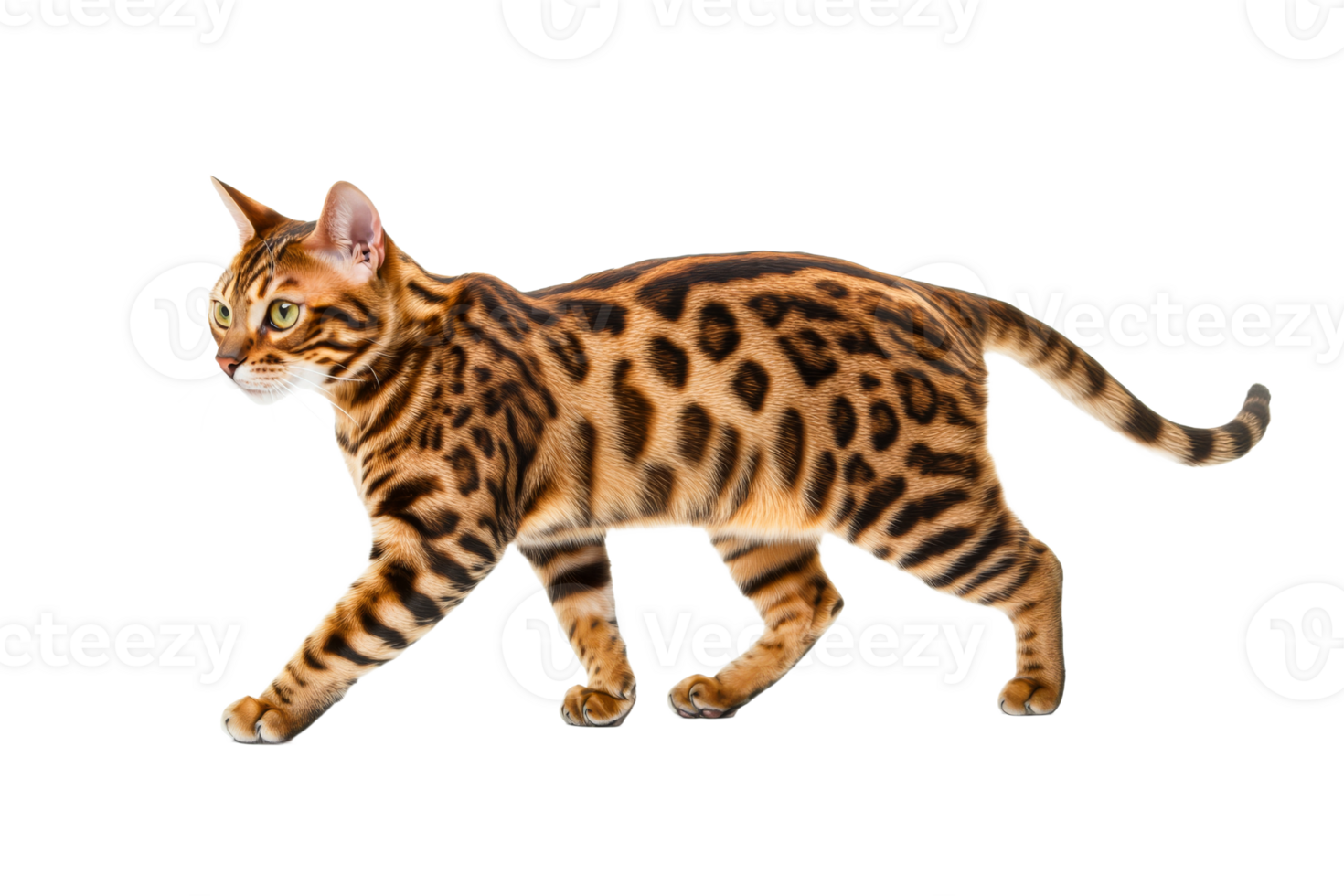 Bengal cat walking gracefully on white background png