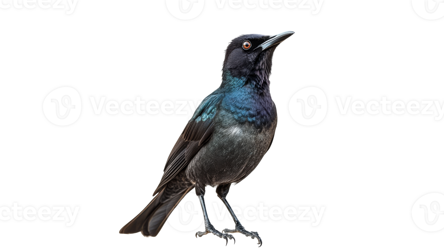 Black bird with blue and green feathers png