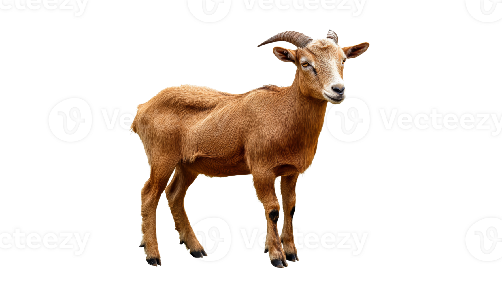 Brown goat standing calmly in a neutral setting png