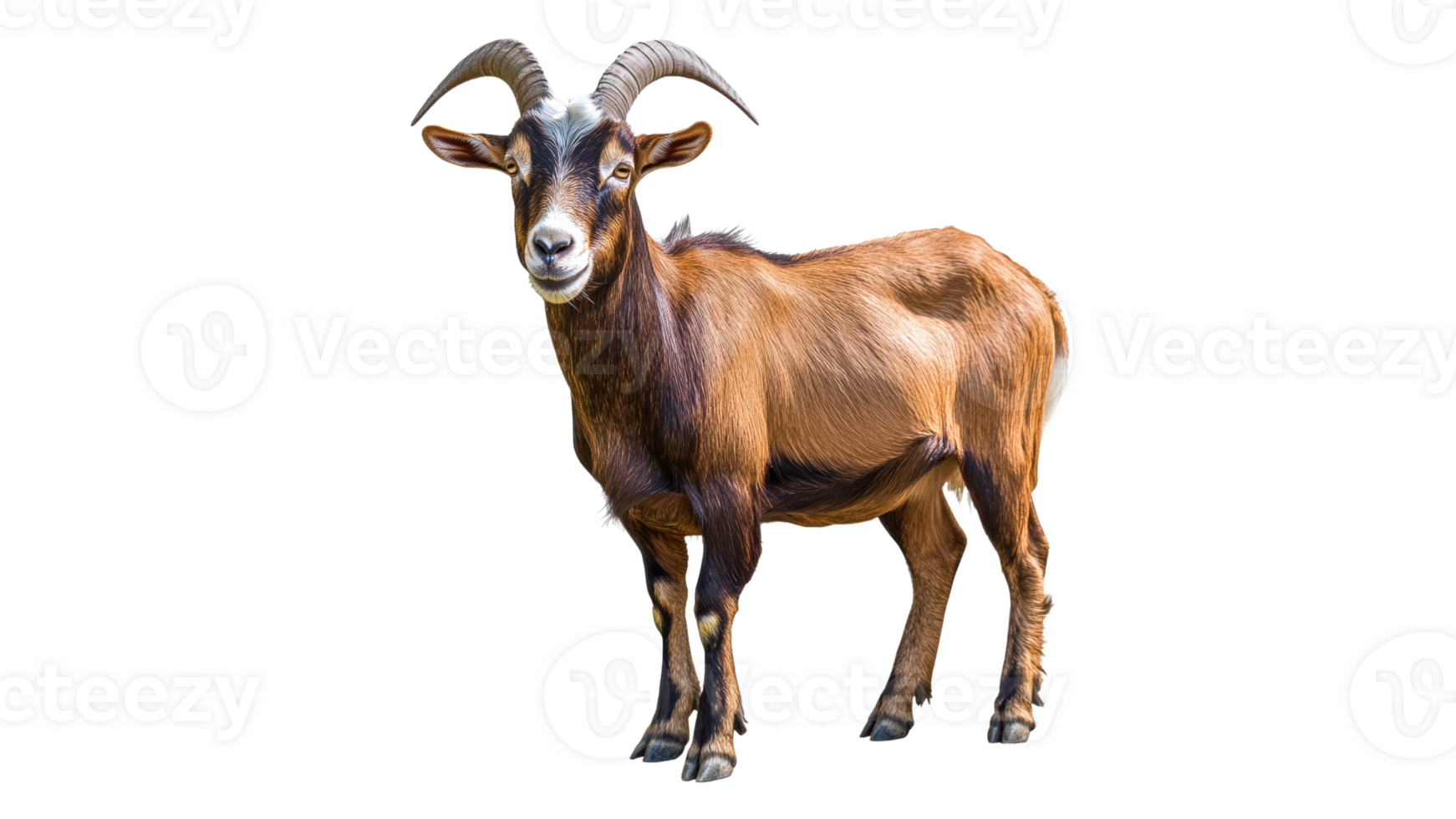 Brown goat standing on green grass during daylight png