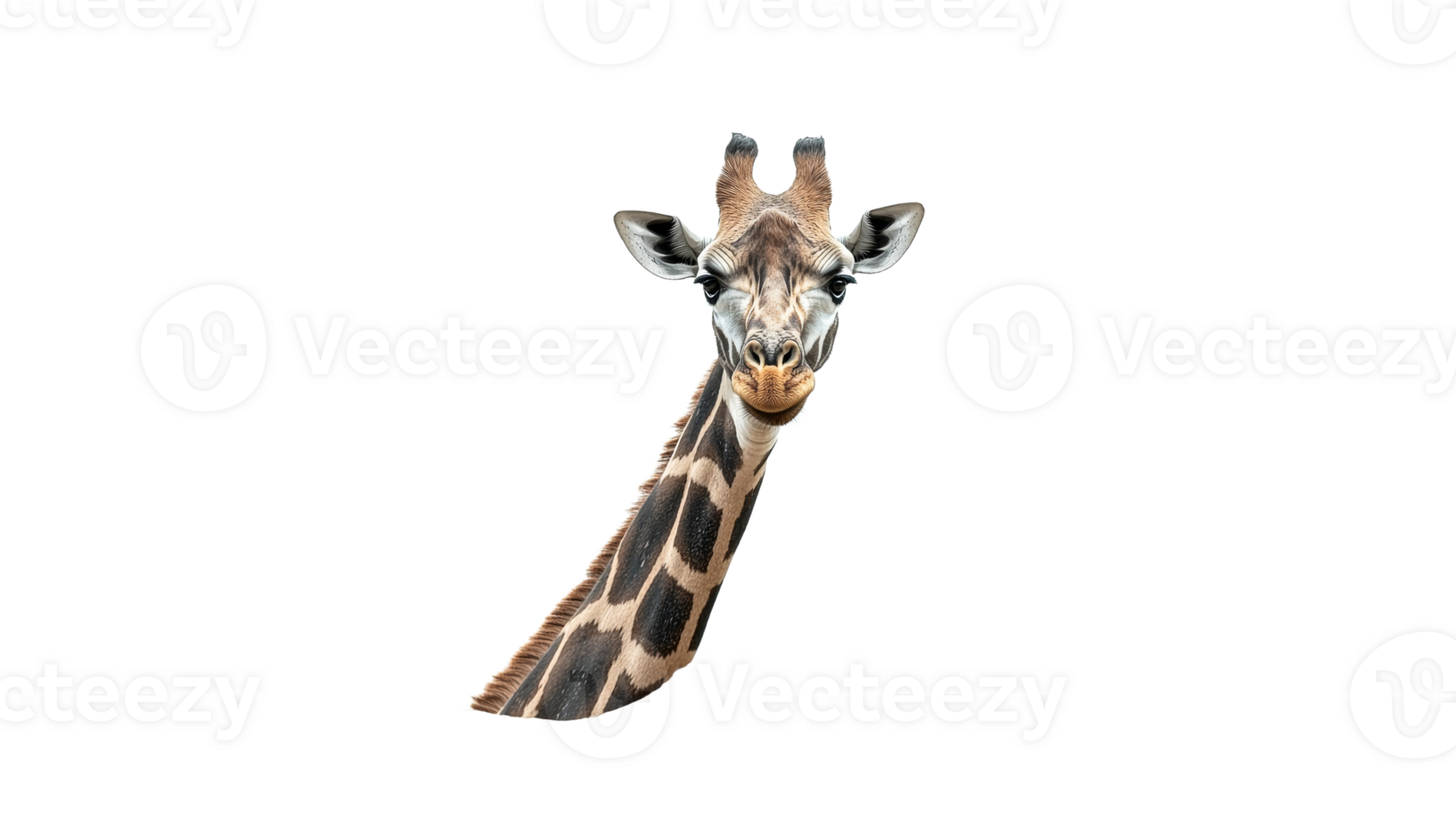 Giraffe portrait against a plain background png