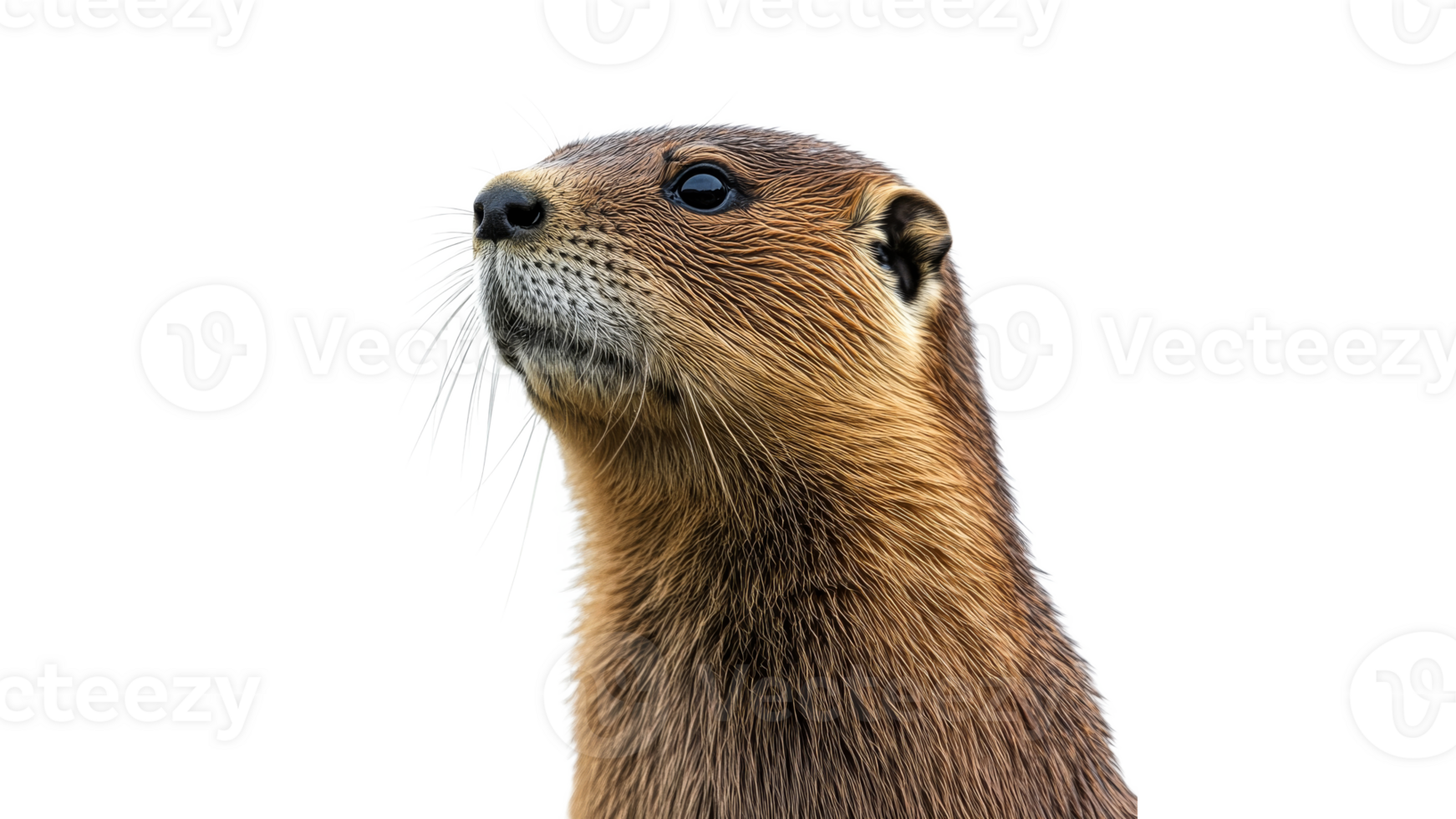 Otter with distinctive features under bright light png