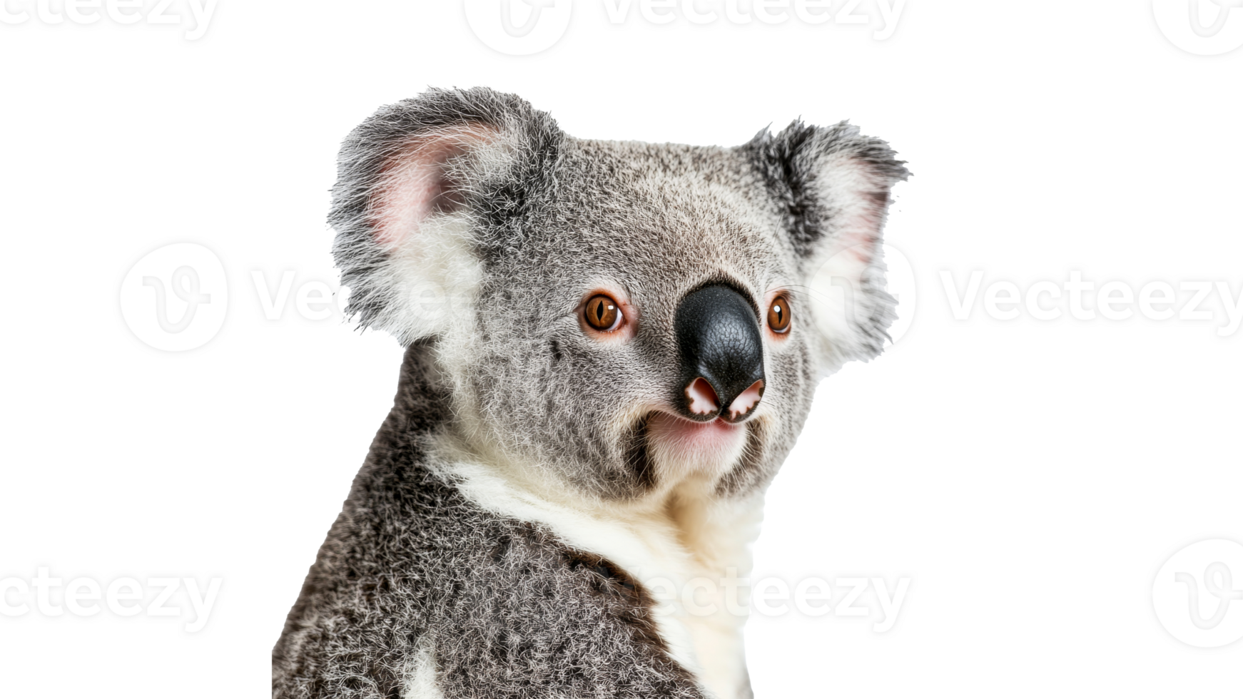 Koala resting with a calm expression in daylight png