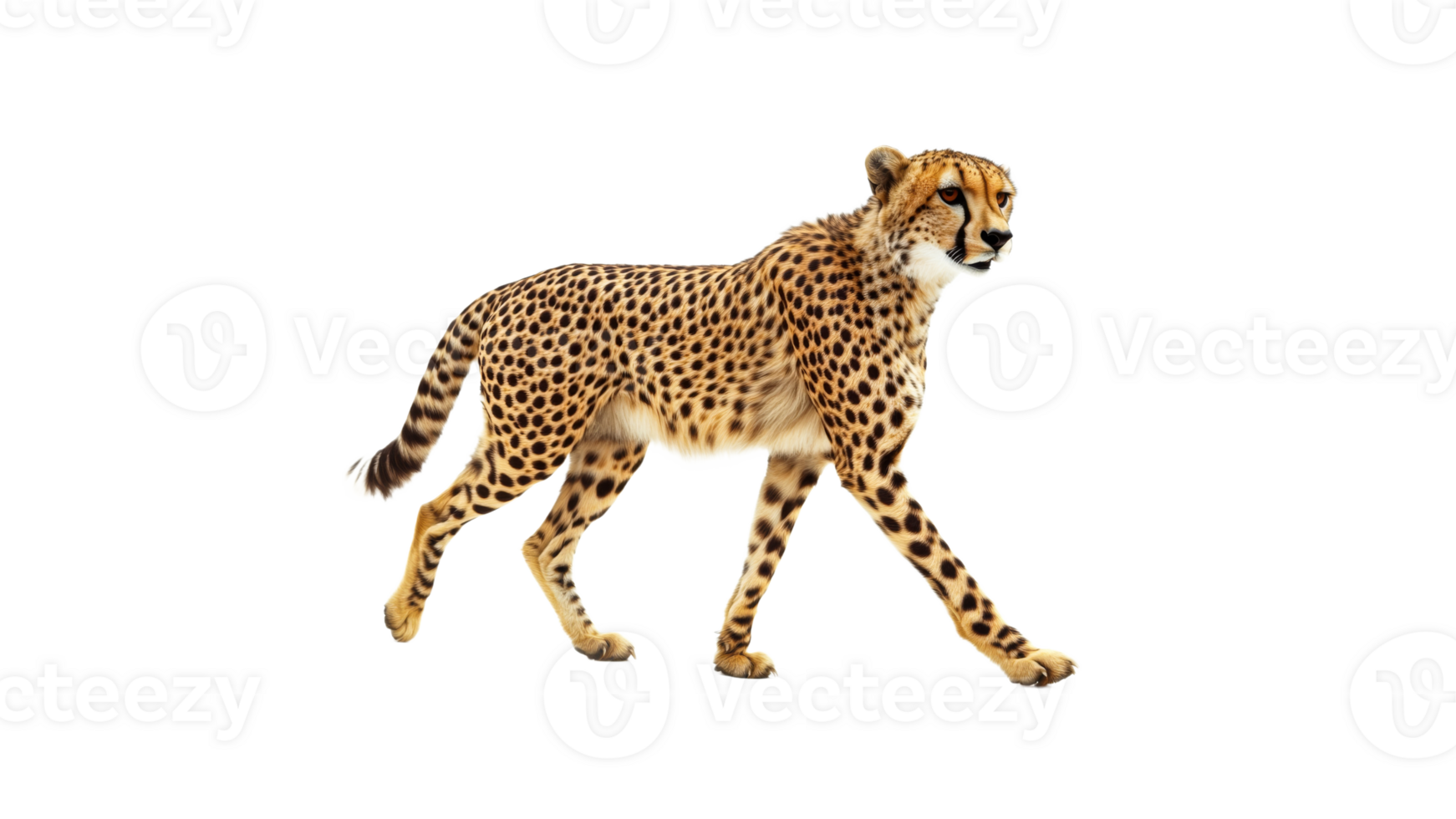 Cheetah walking gracefully on a plain background png