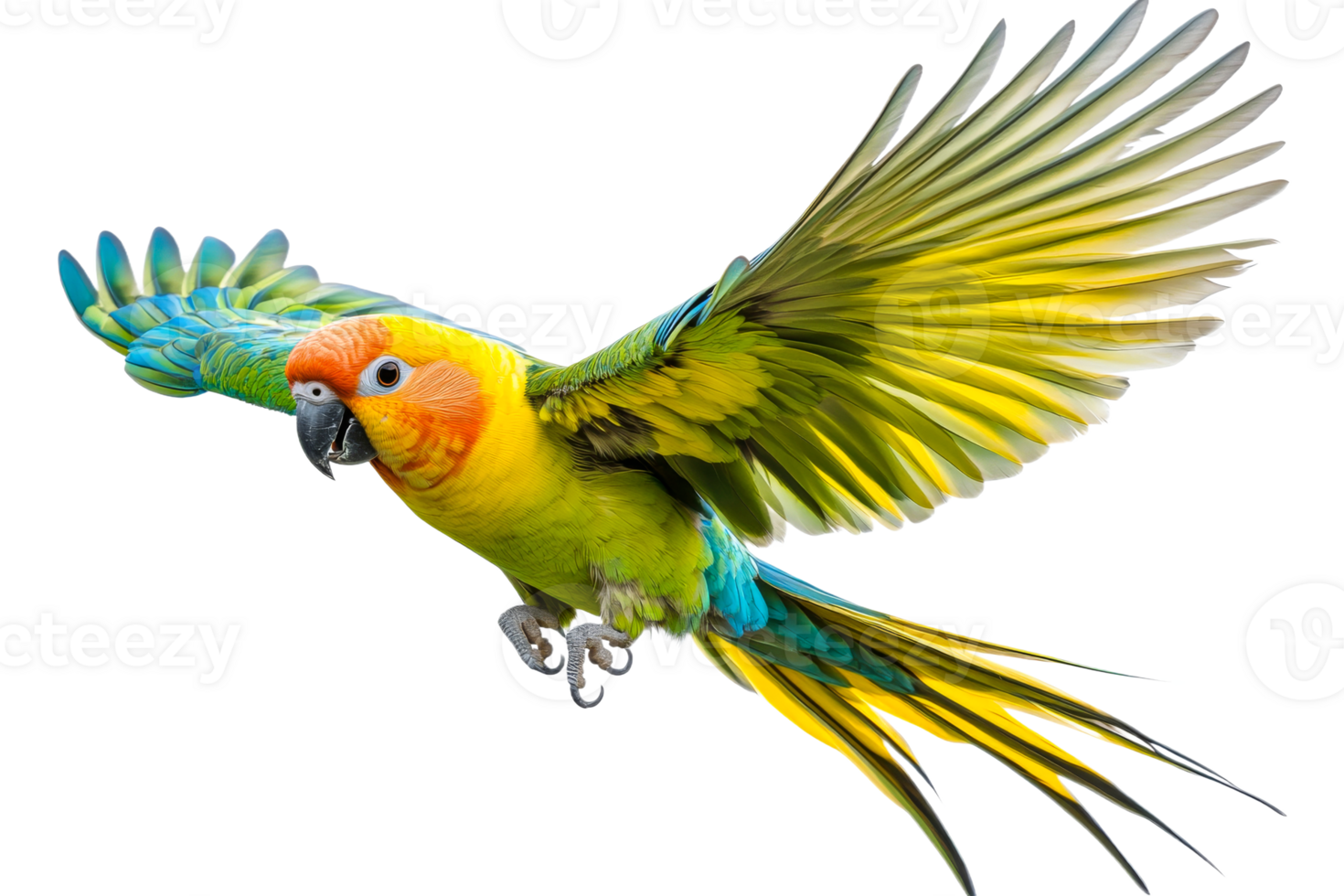 Colorful parrot gracefully soaring in flight png