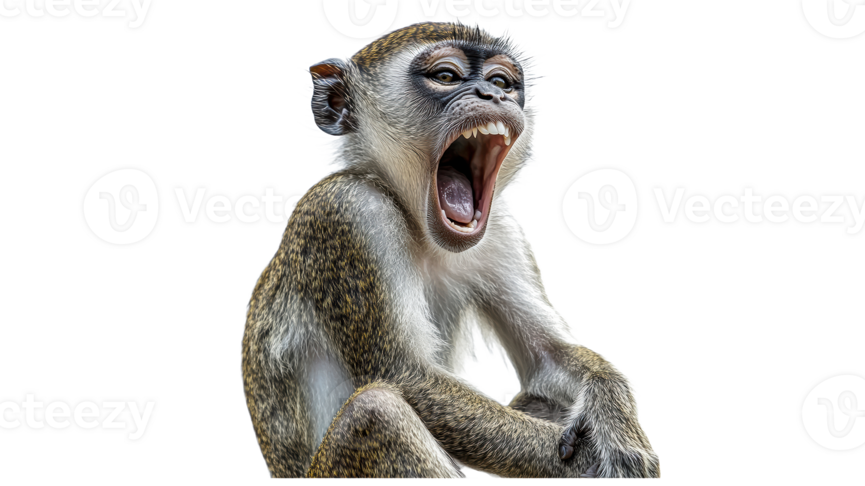 Monkey yawning while sitting and looking playful png