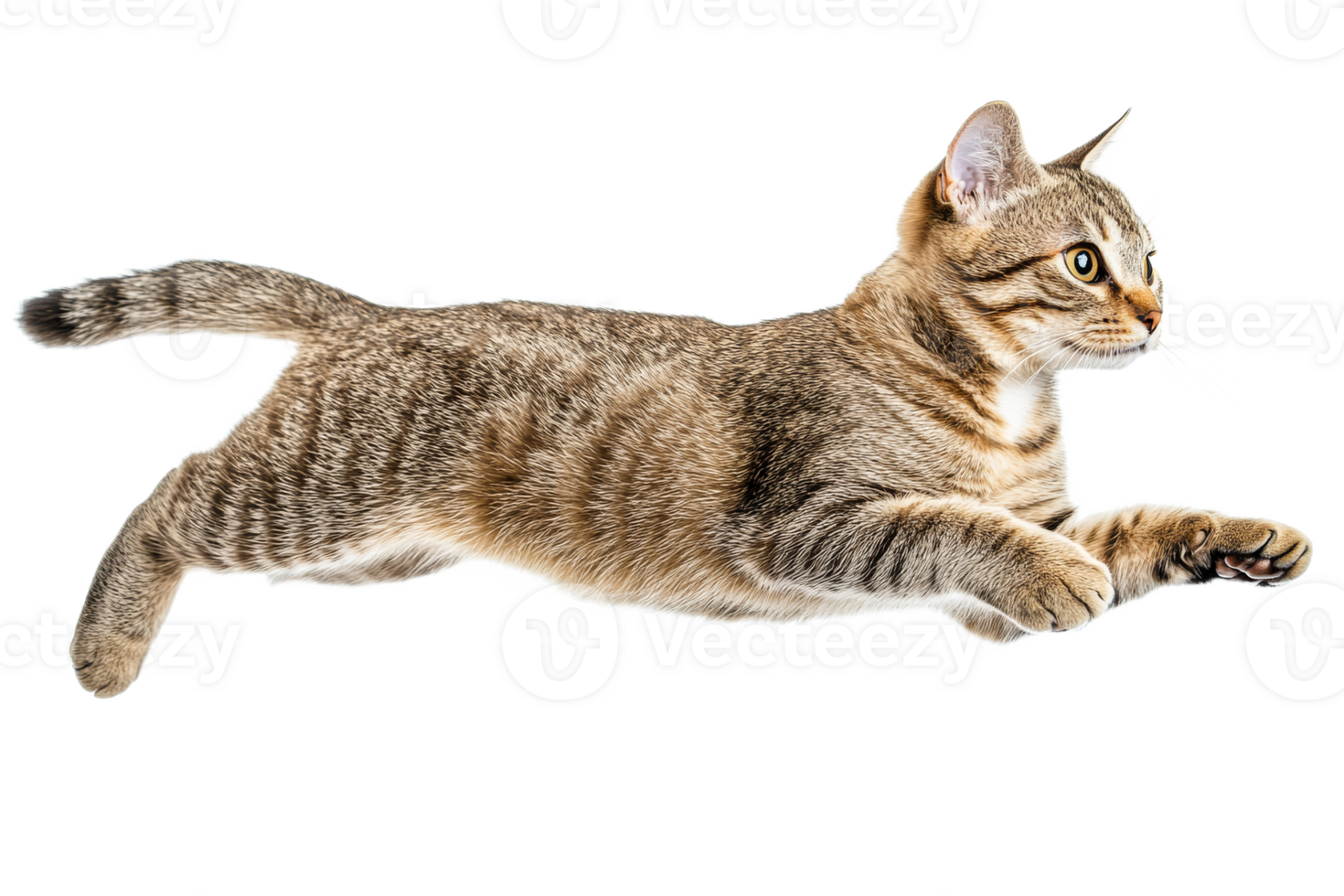 Cat leaps gracefully in mid air during playtime transparent png
