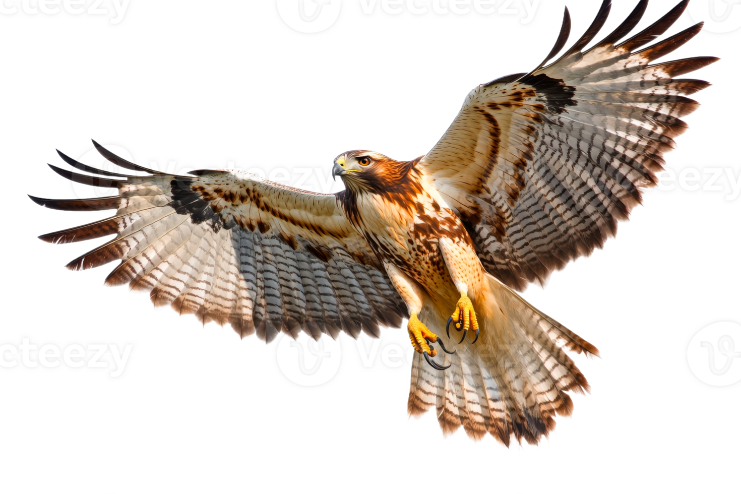 Hawk soaring with wings spread wide png