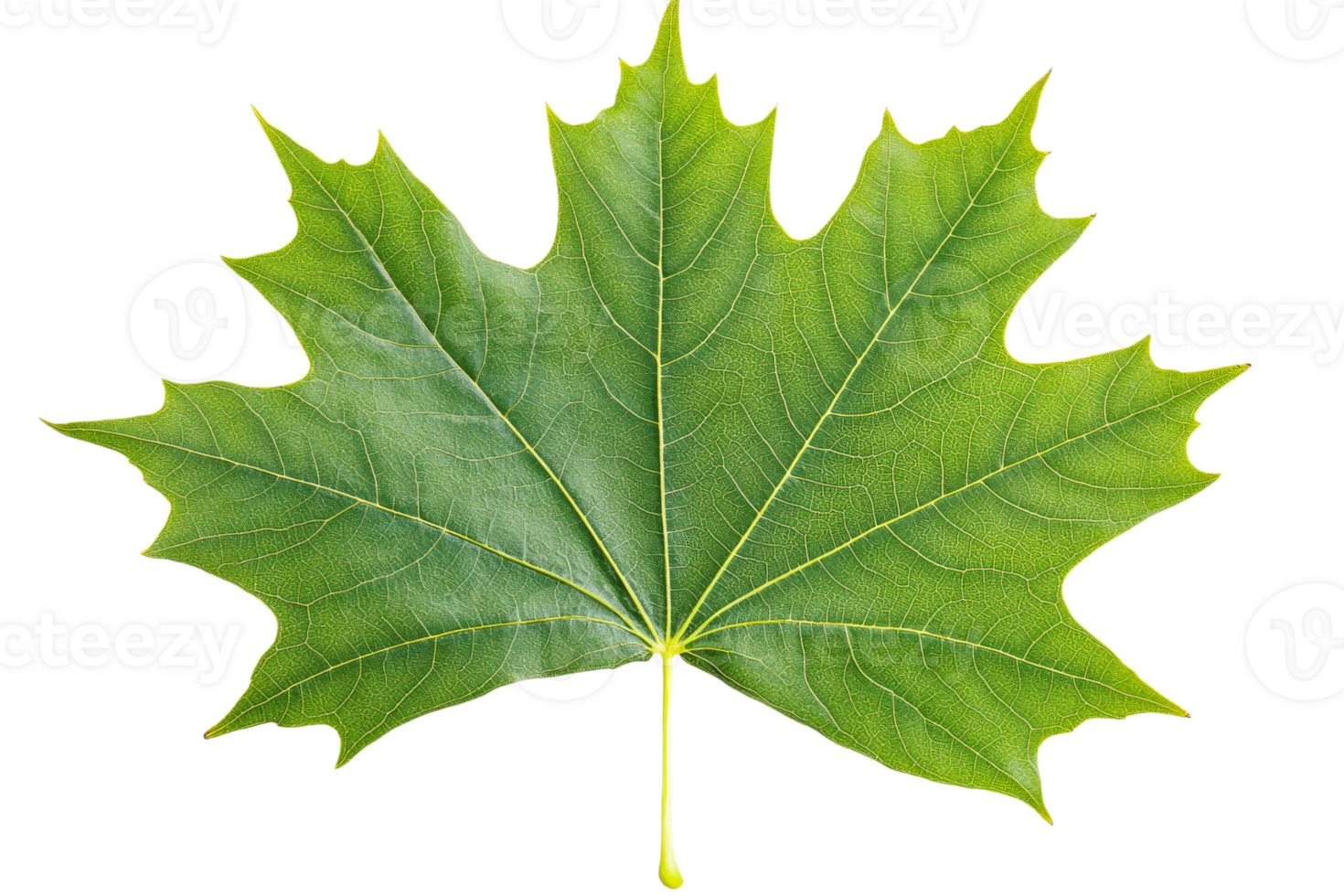 Large green maple leaf showcasing detailed texture png