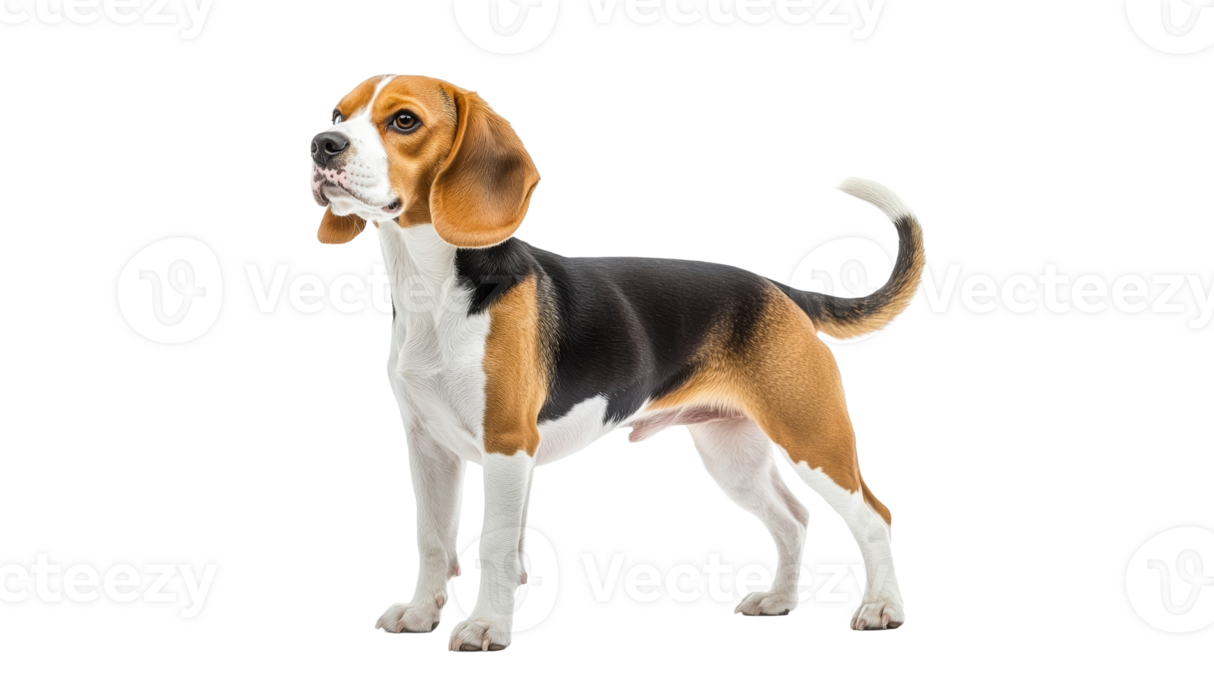 Beagle standing attentively on a white background png