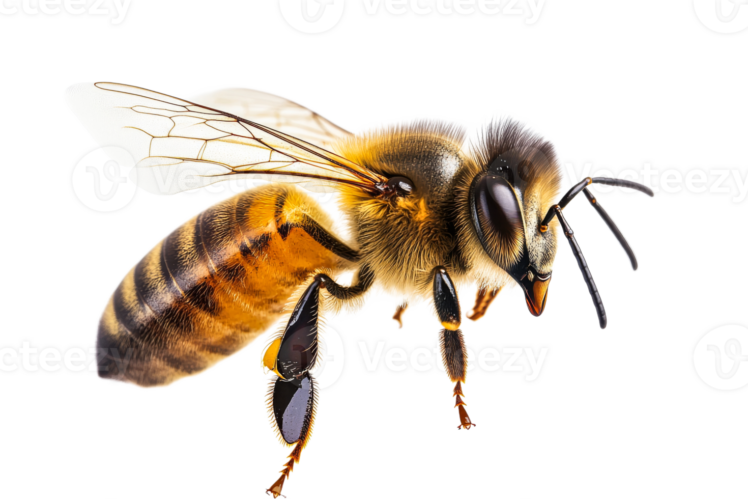 Buzzing honey bee close up on white png
