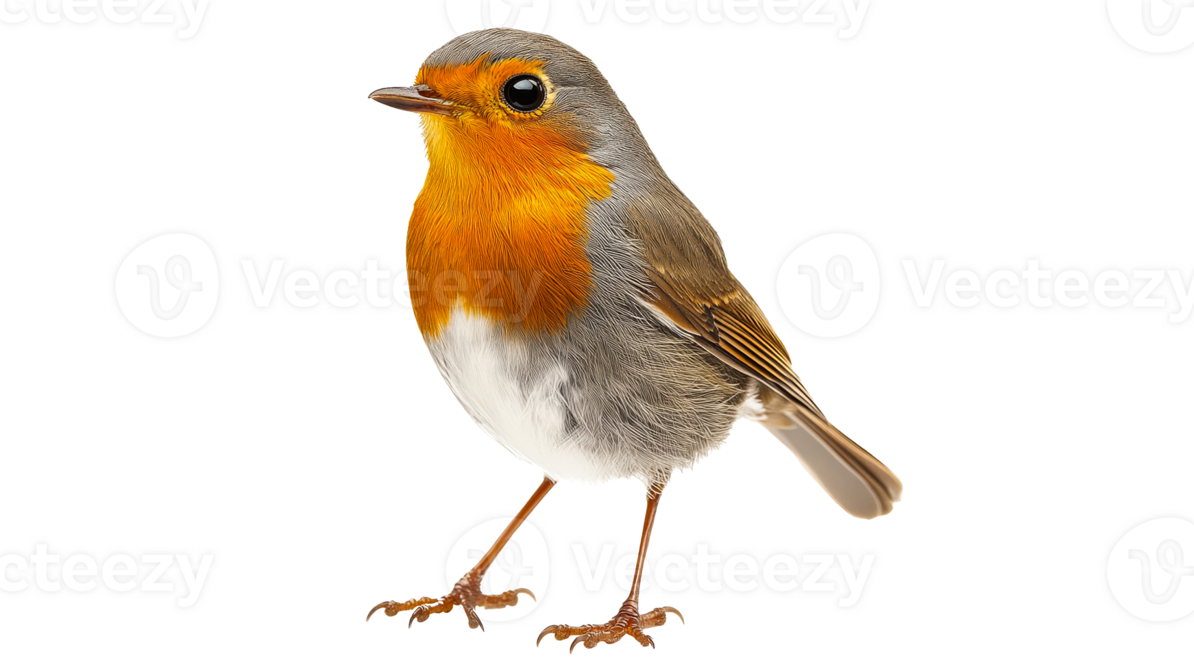Colorful robin perched on its feet in natural pose png