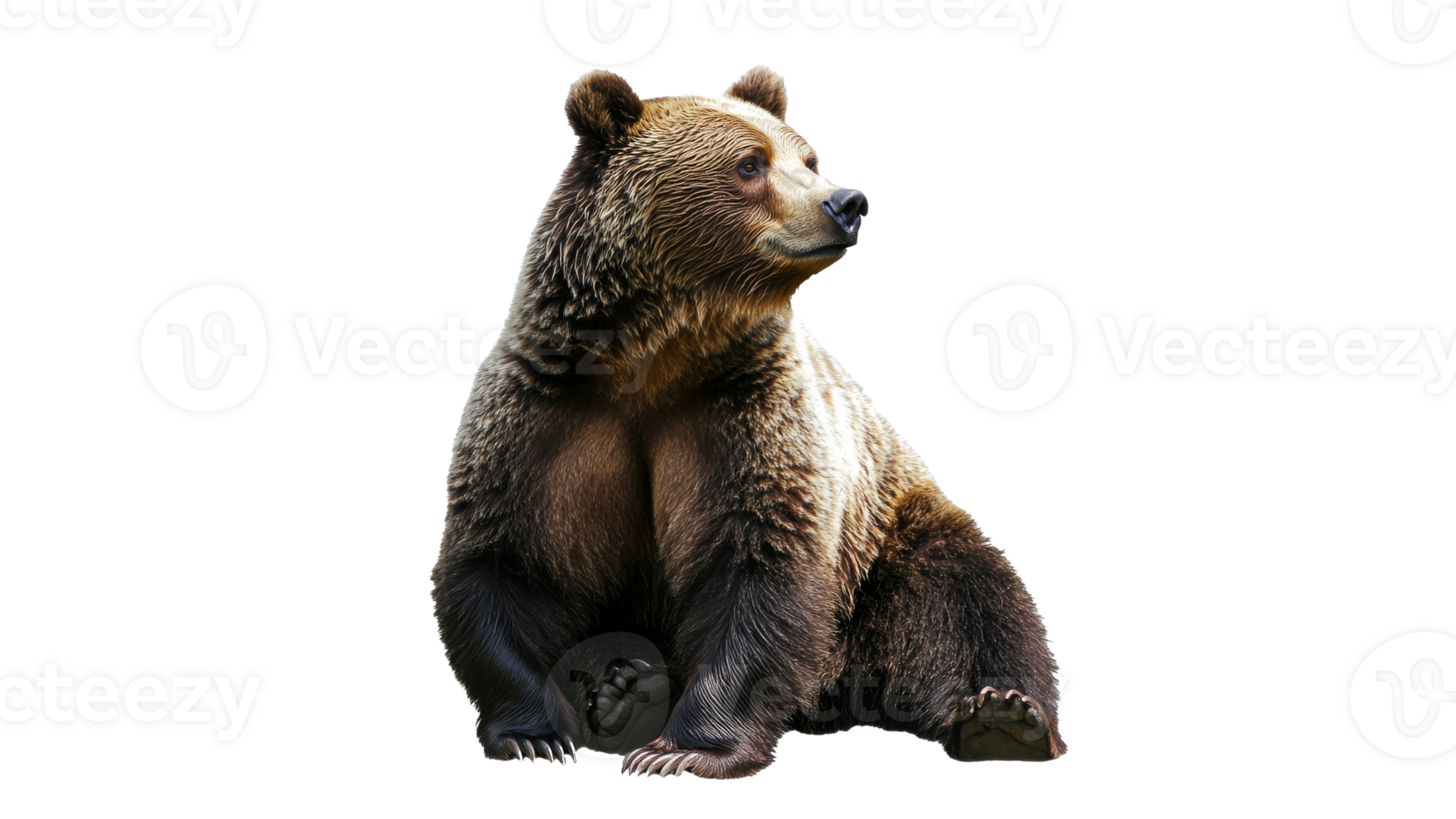 Bear resting in a calm, natural posture png