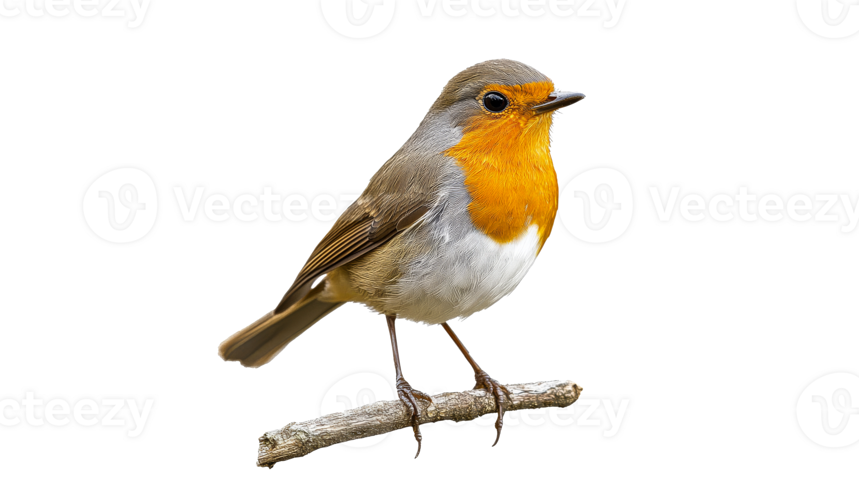 European robin perched quietly on a branch png