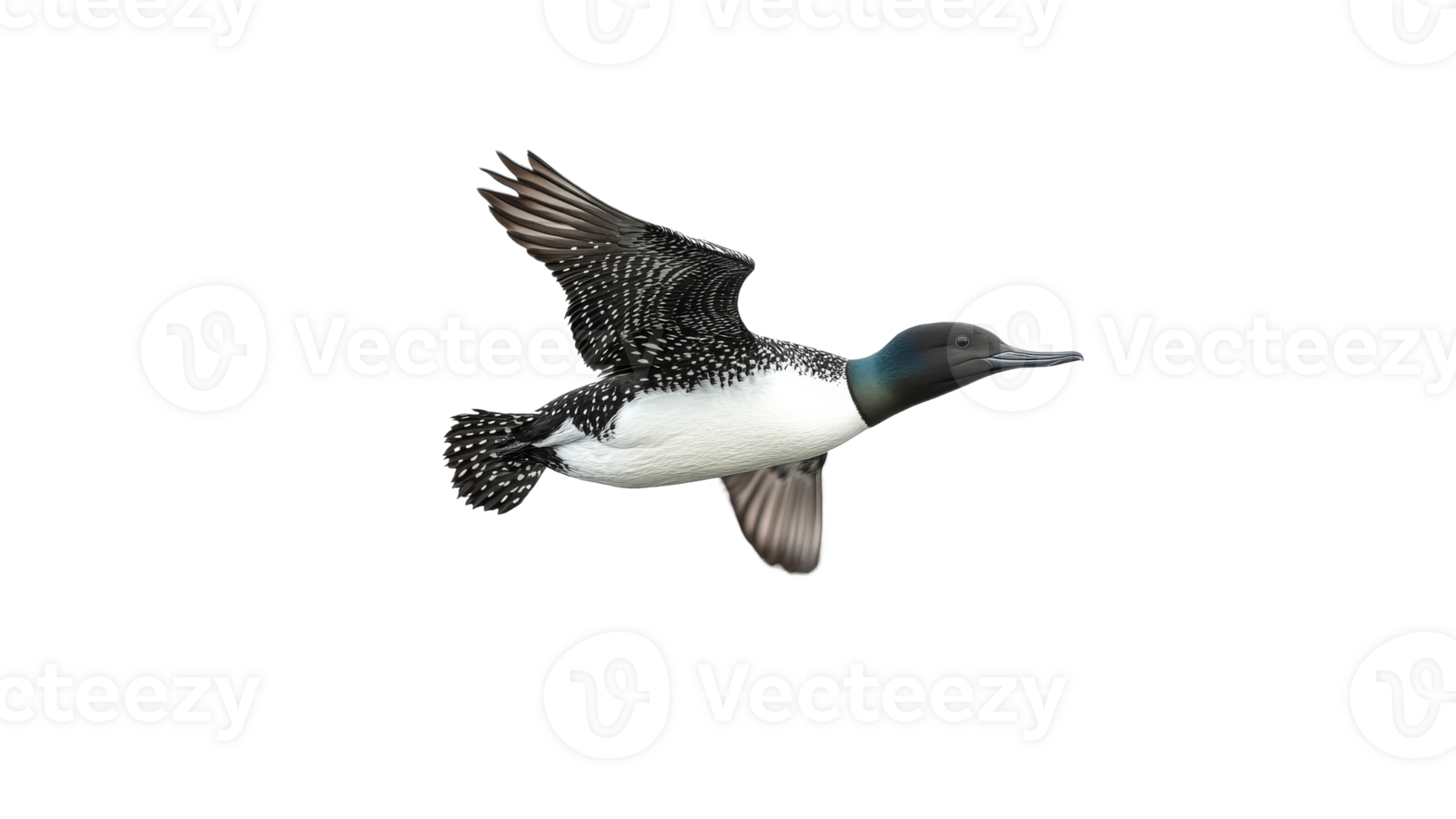 Loon in flight over a serene landscape at midday png