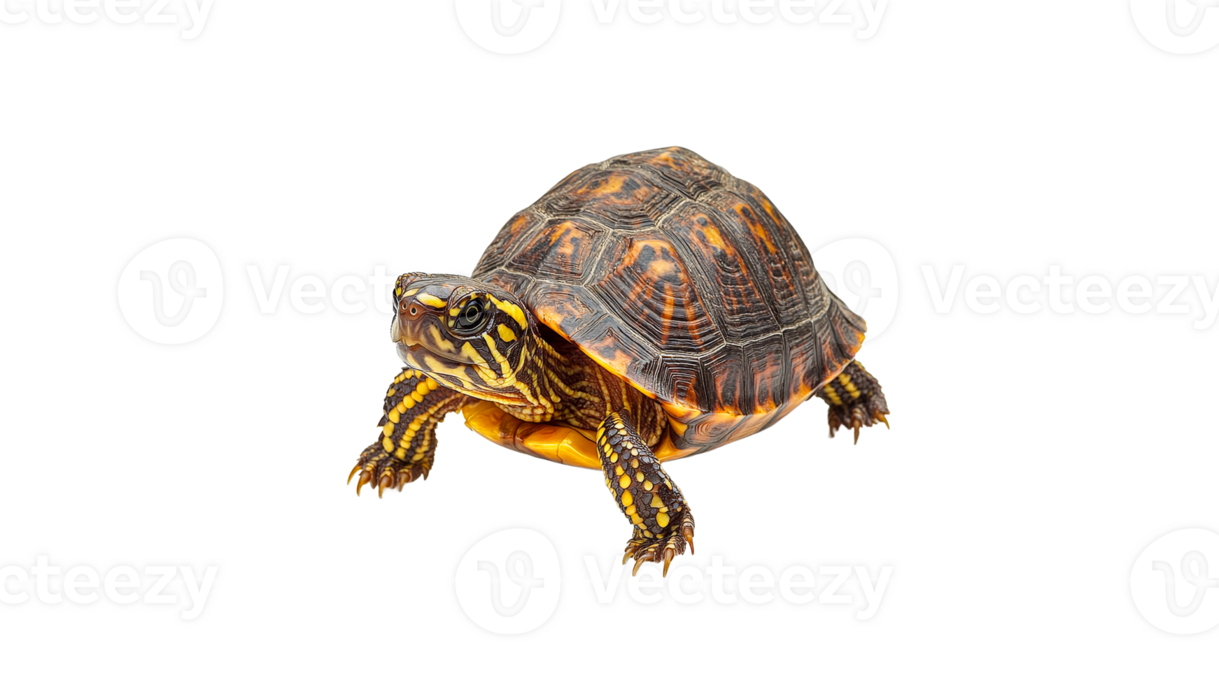 Colorful turtle displays unique shell patterns png